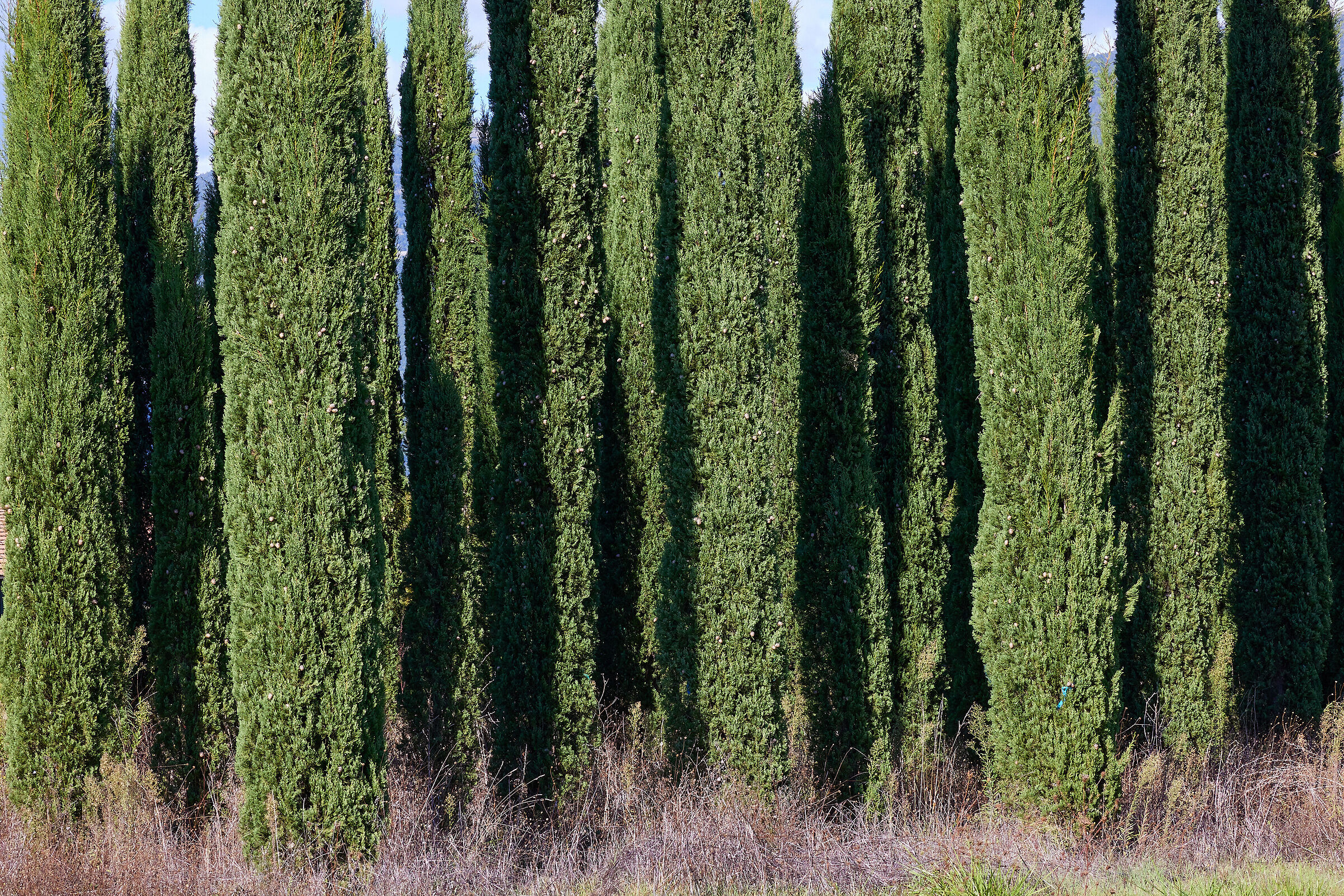 Evergreen evergreens