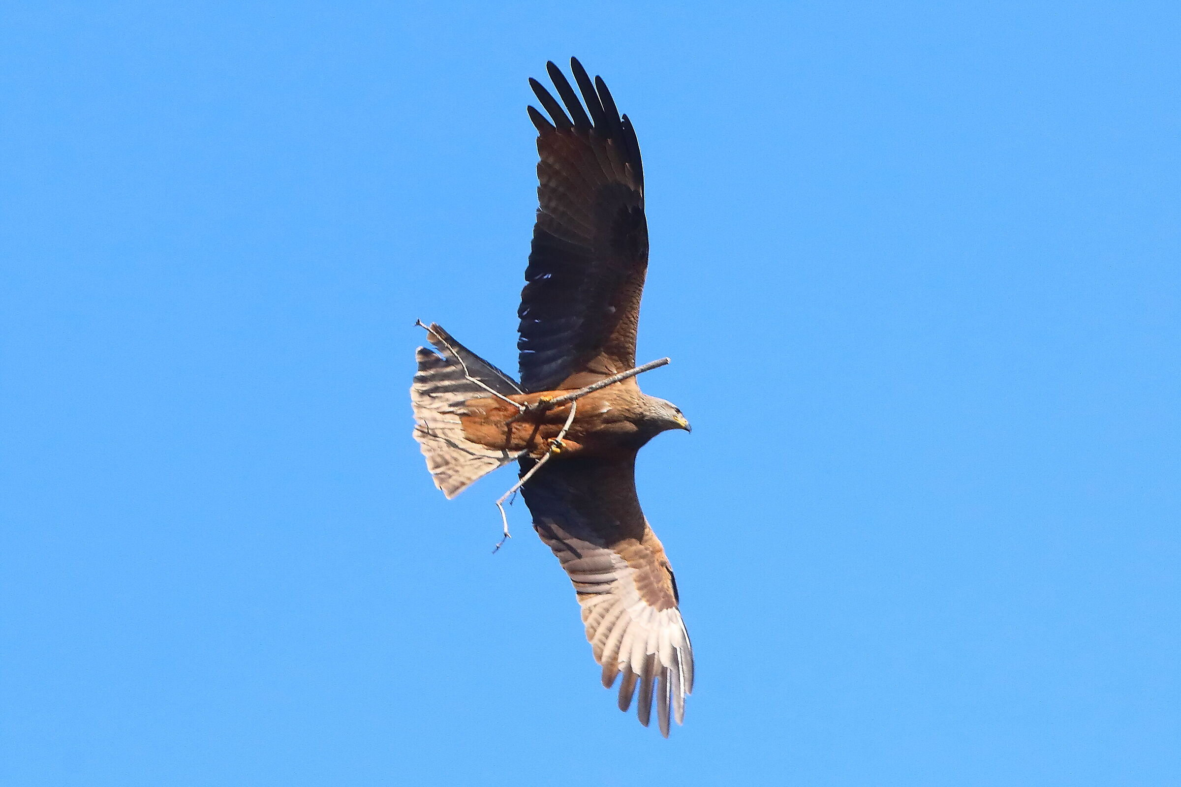 Nibbio bruno 06 aprile 2025 - 0090