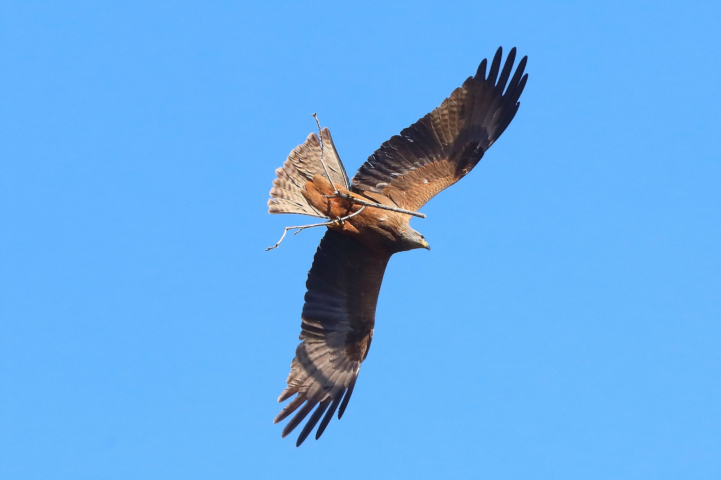 Nibbio bruno 06 aprile 2025 - 0091