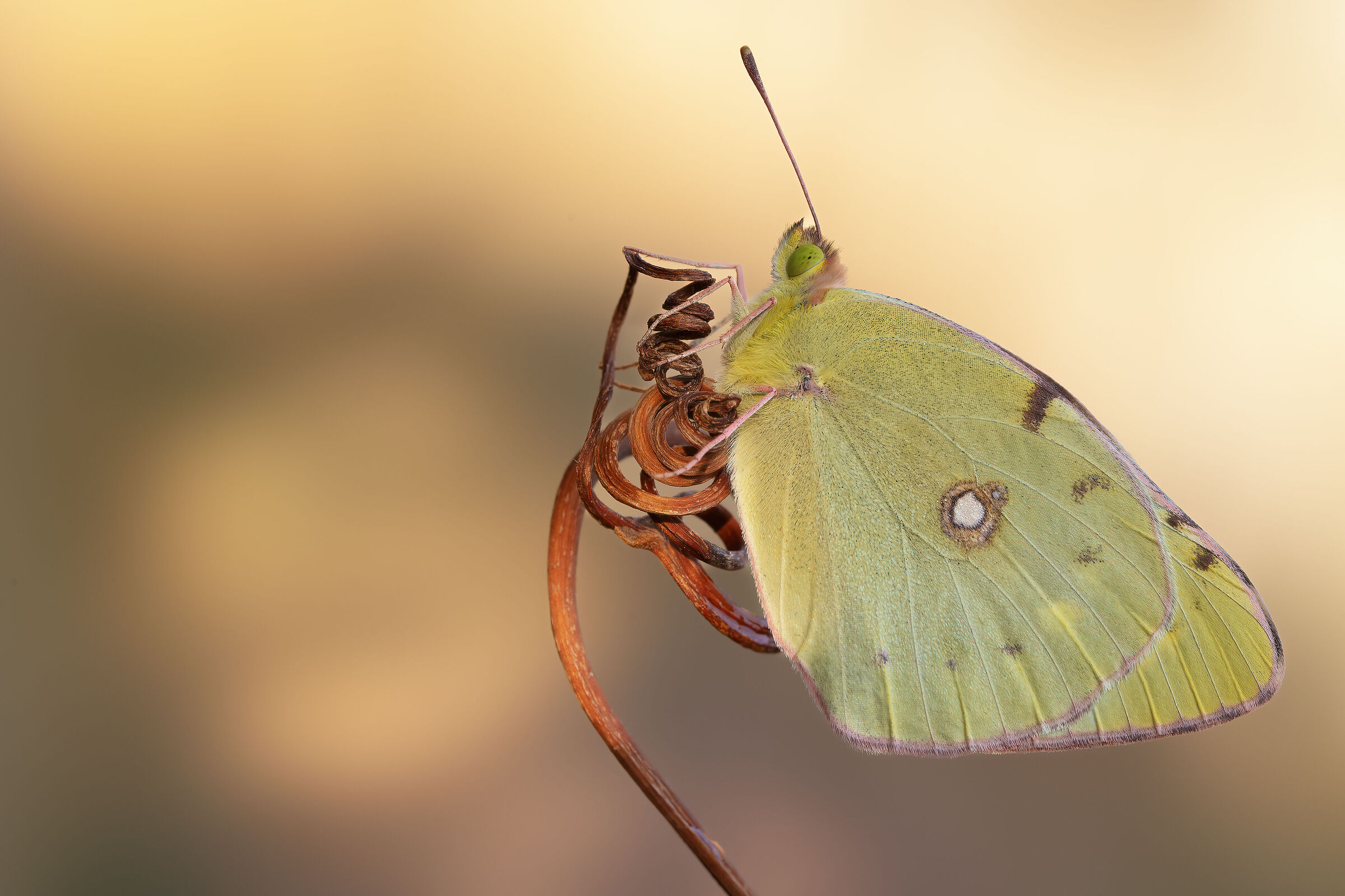Colias crocea