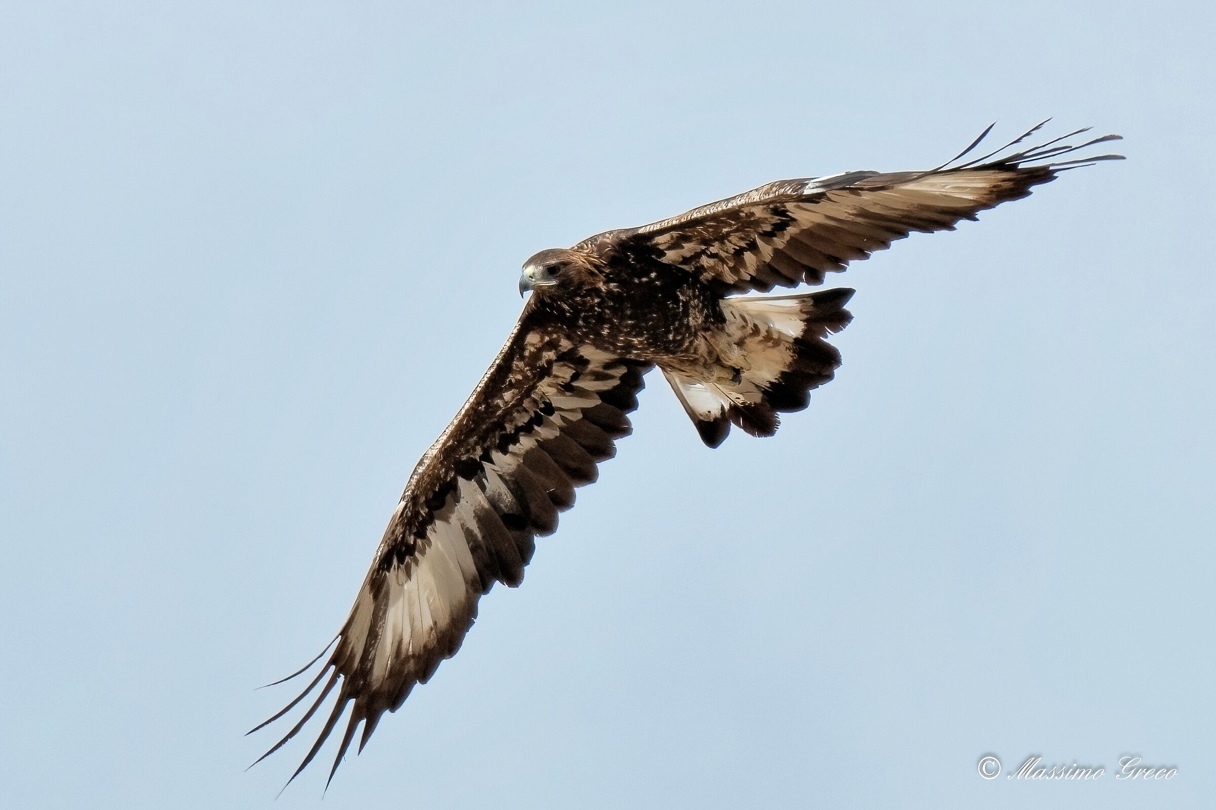 Golden Eagle (Aquila chrysaetos)