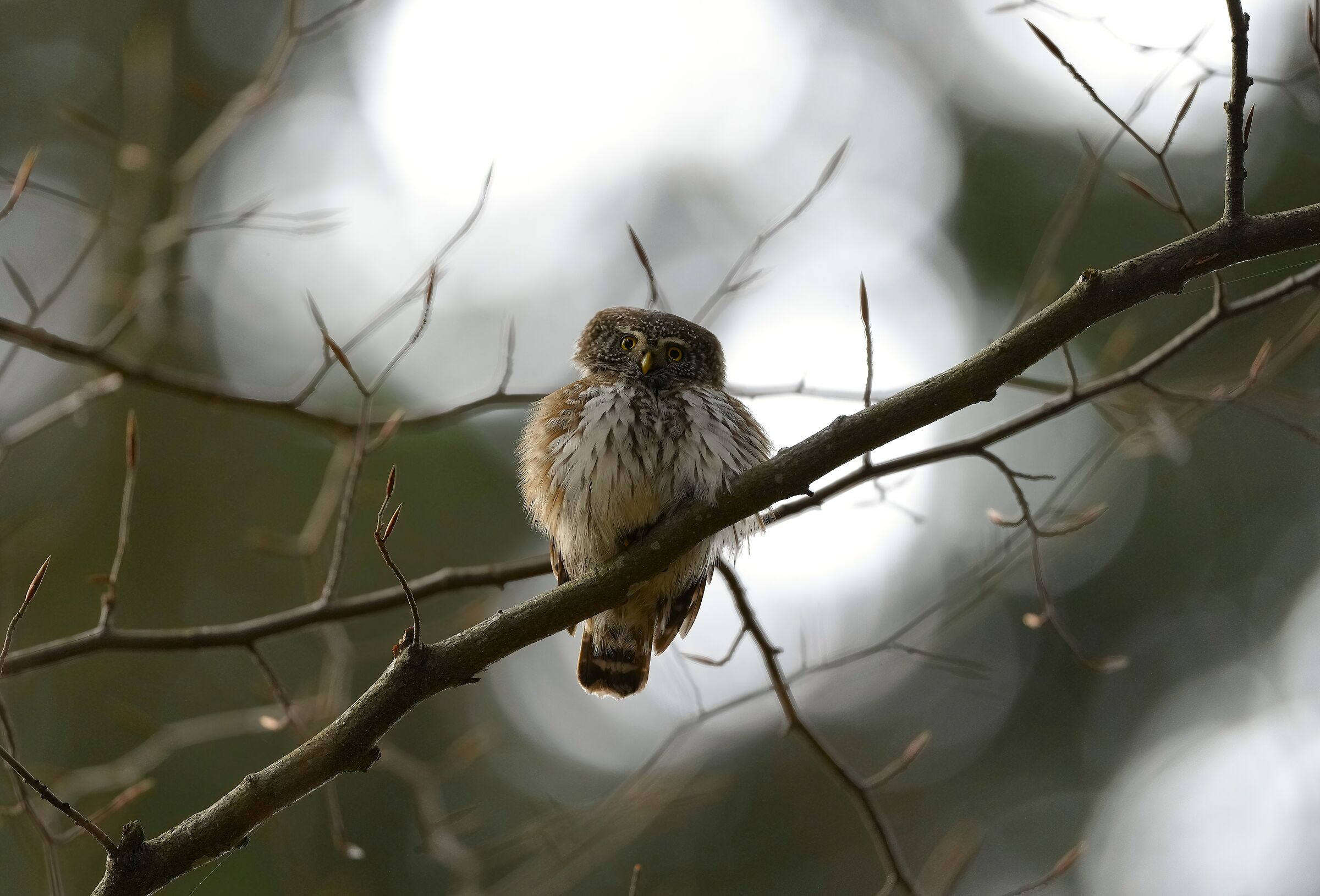 Dwarf Owl