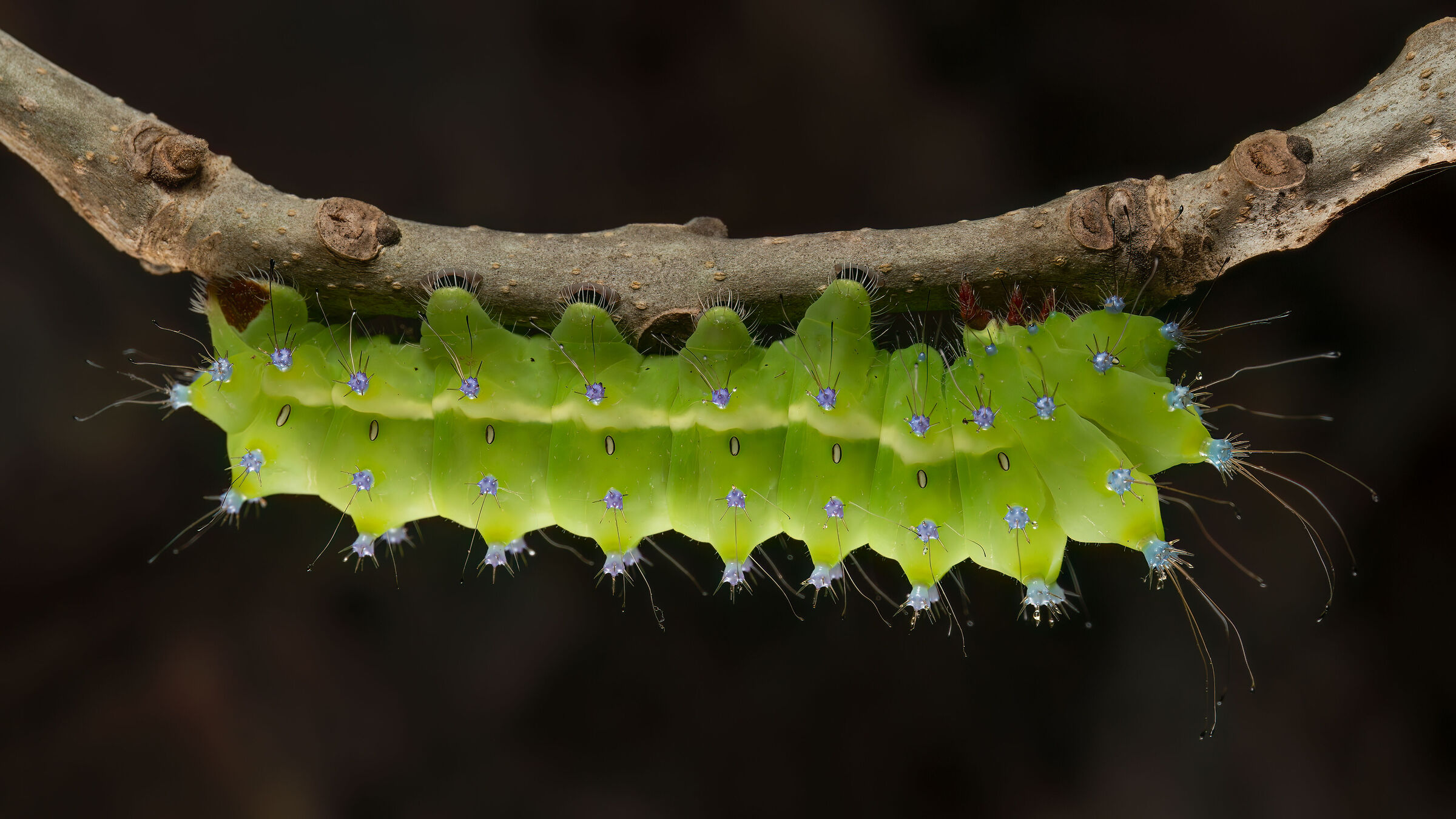 Caterpillar