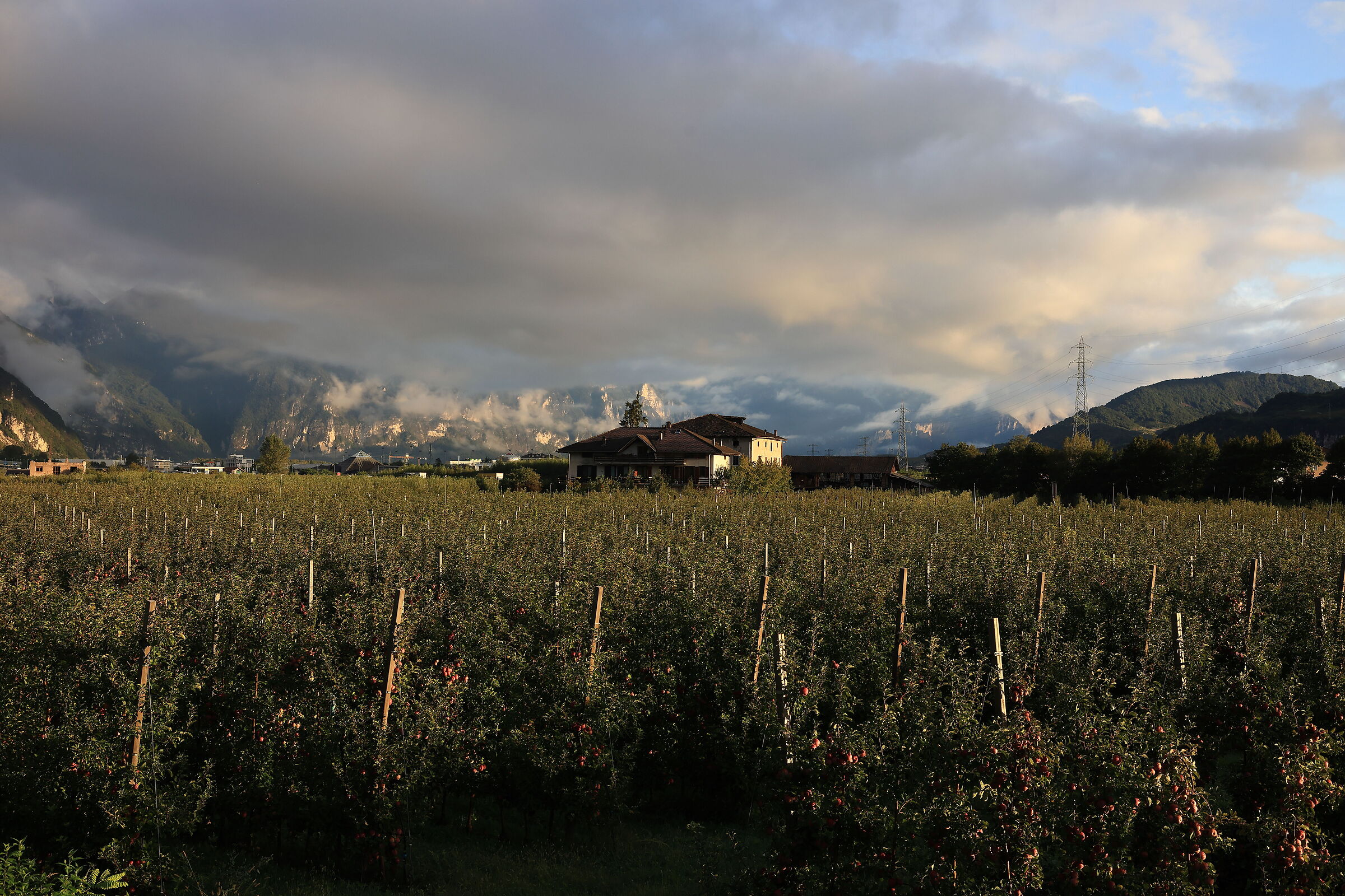 Apple orchards along the cycle path at sunrise