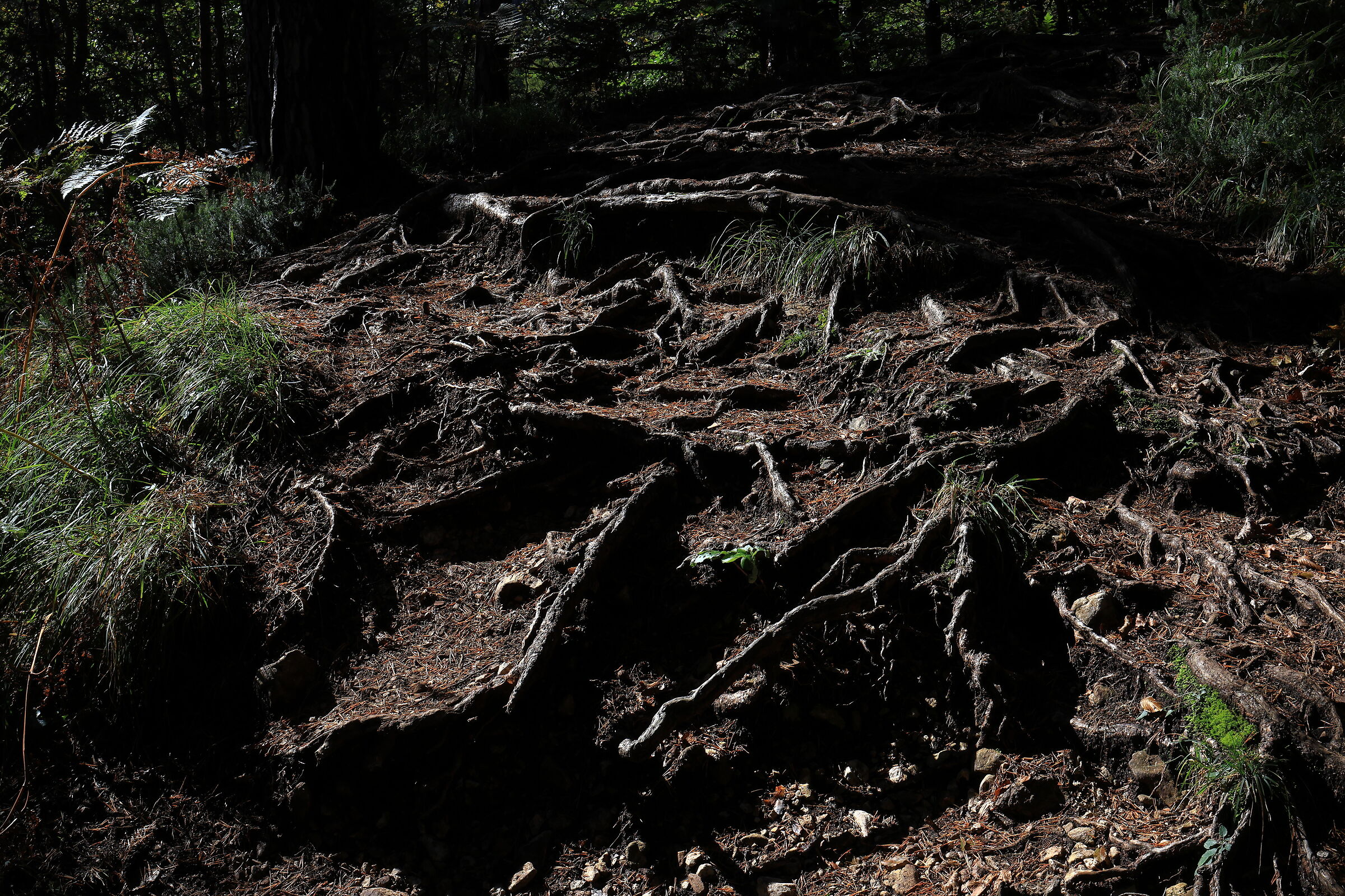 Tangle of roots in the forest