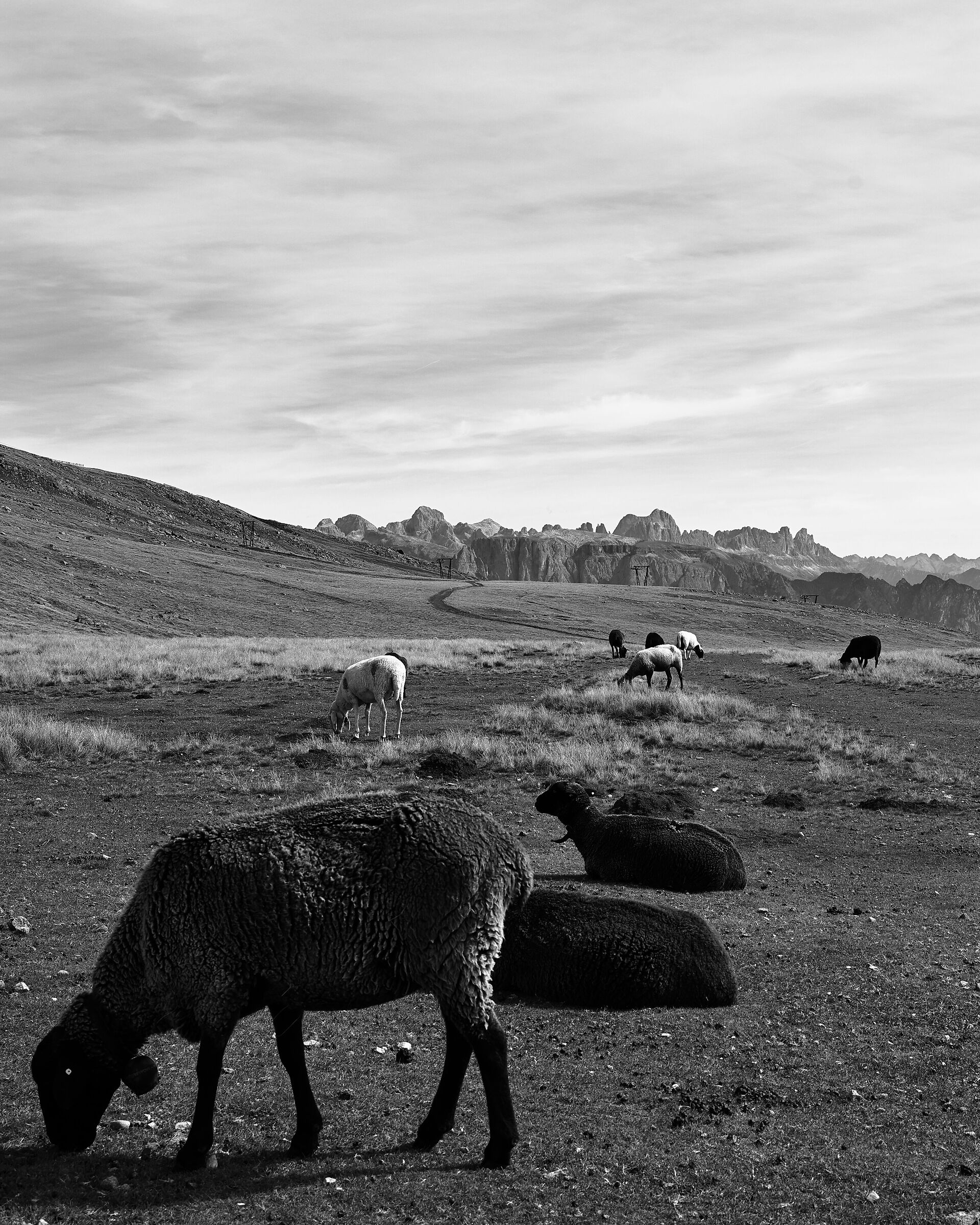 Sheep at the Rittner Horn - b&w