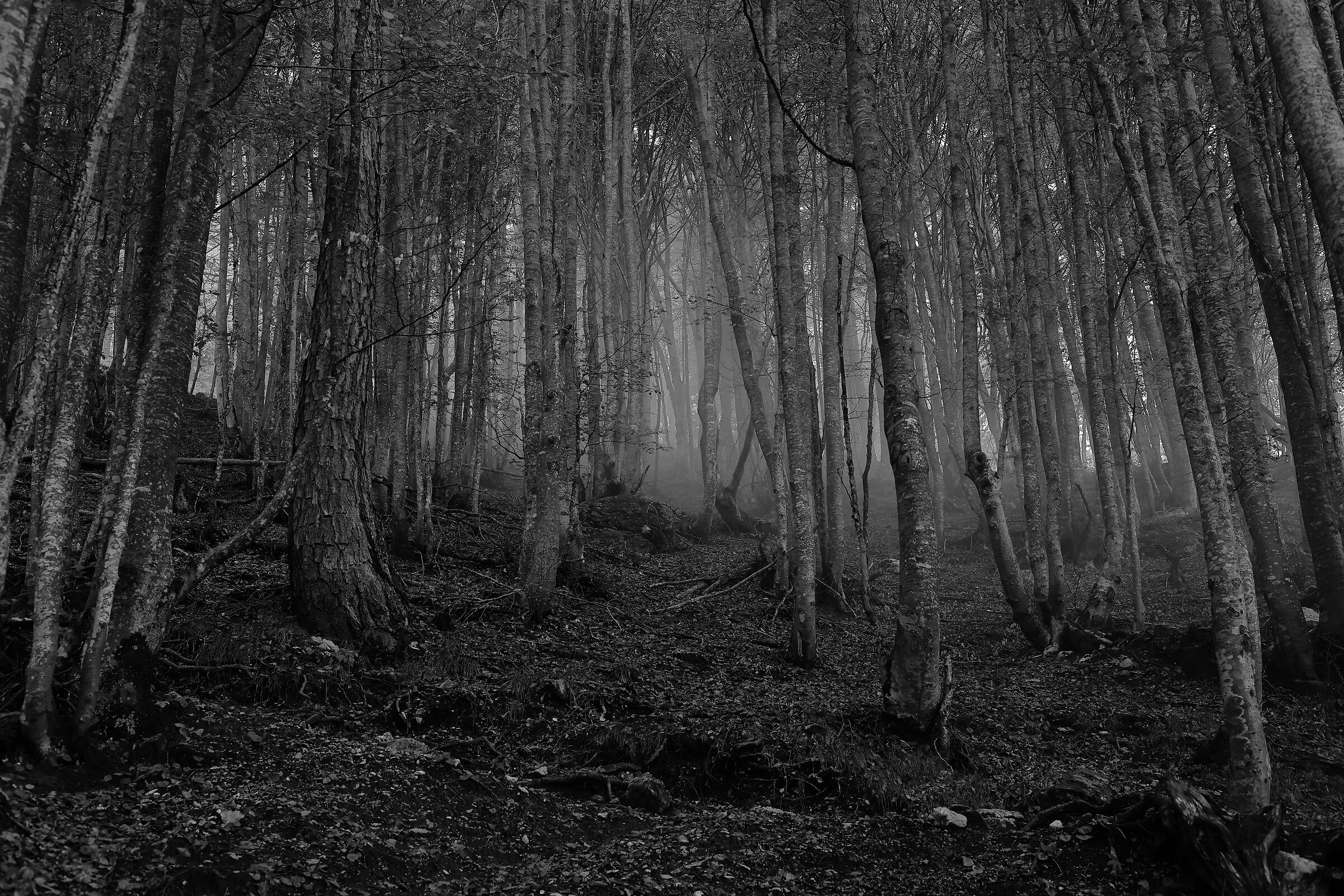 Forest with mist - b&w
