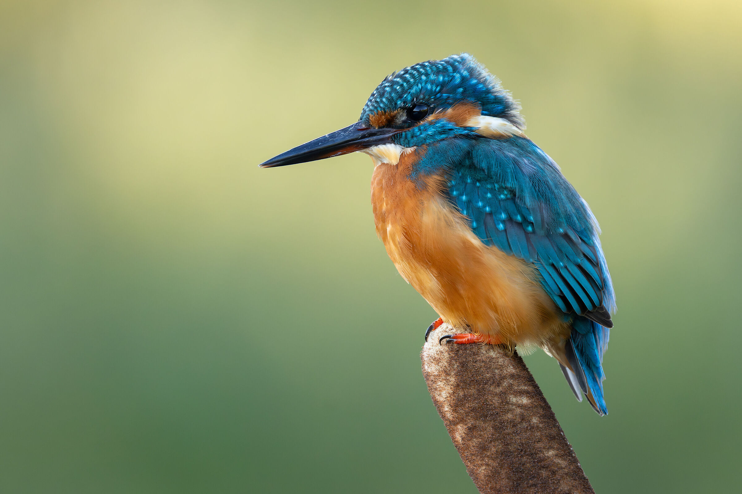Kingfisher