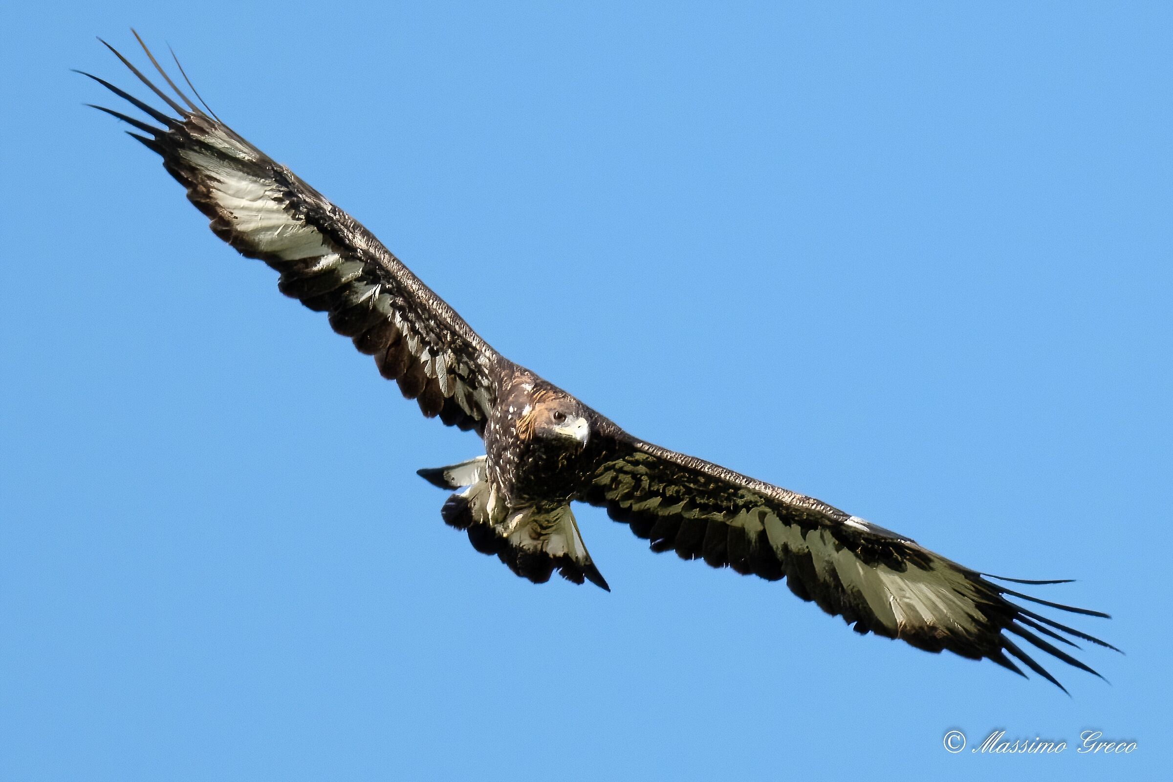 Golden Eagle (Aquila chrysaetos)