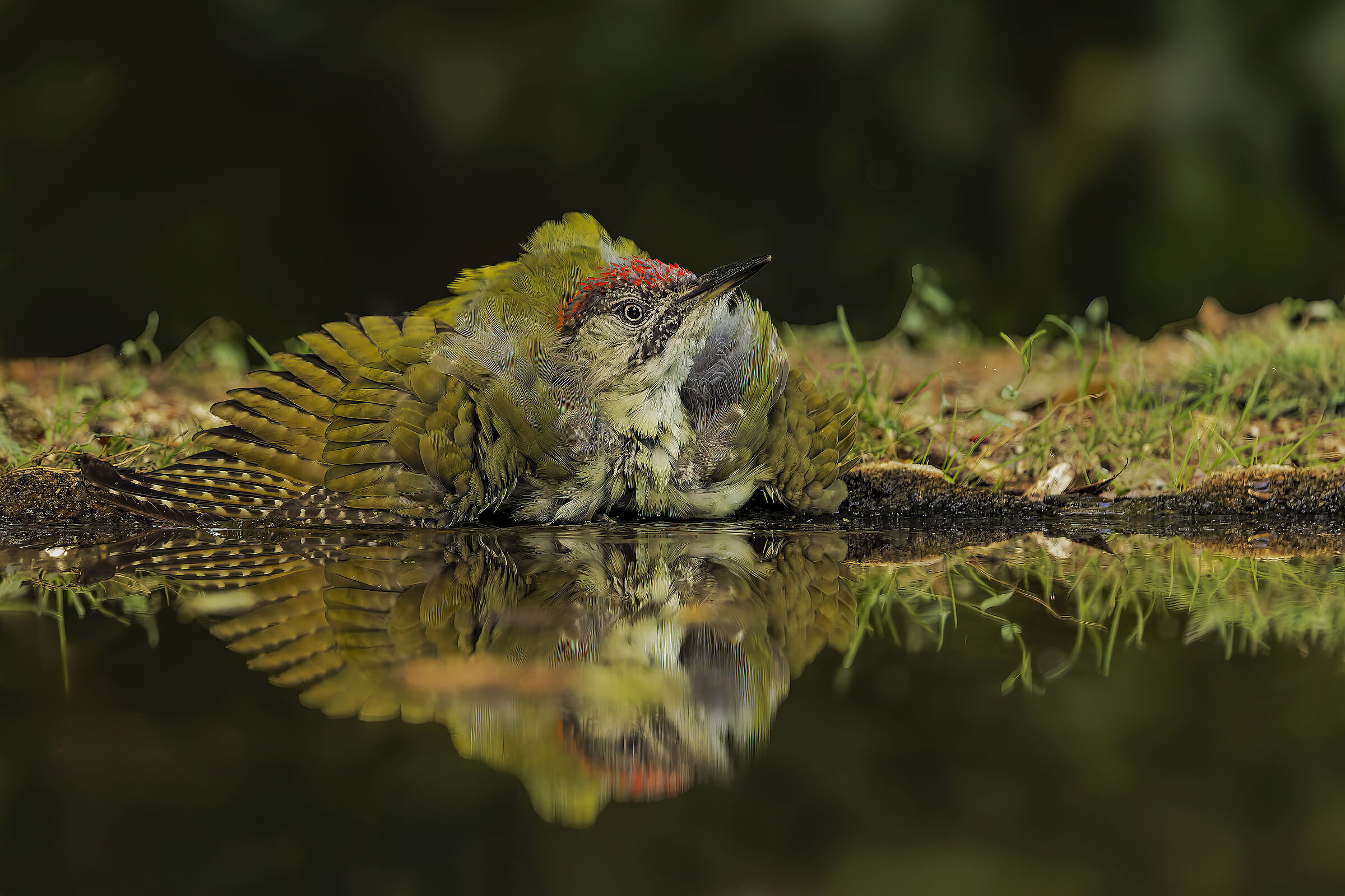 The green ? woodpecker bath