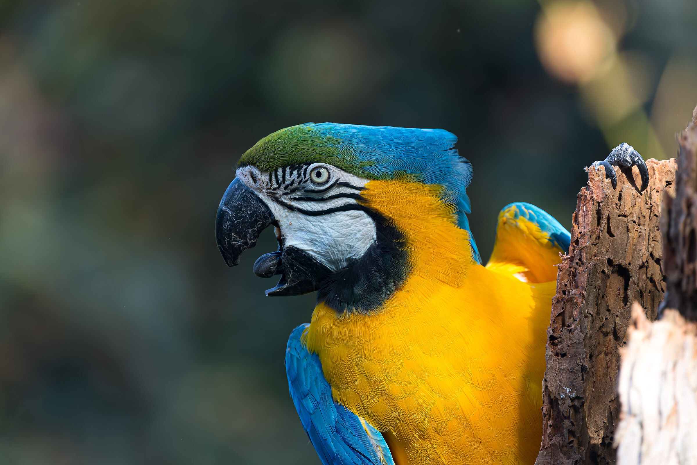 Ararauna macaw