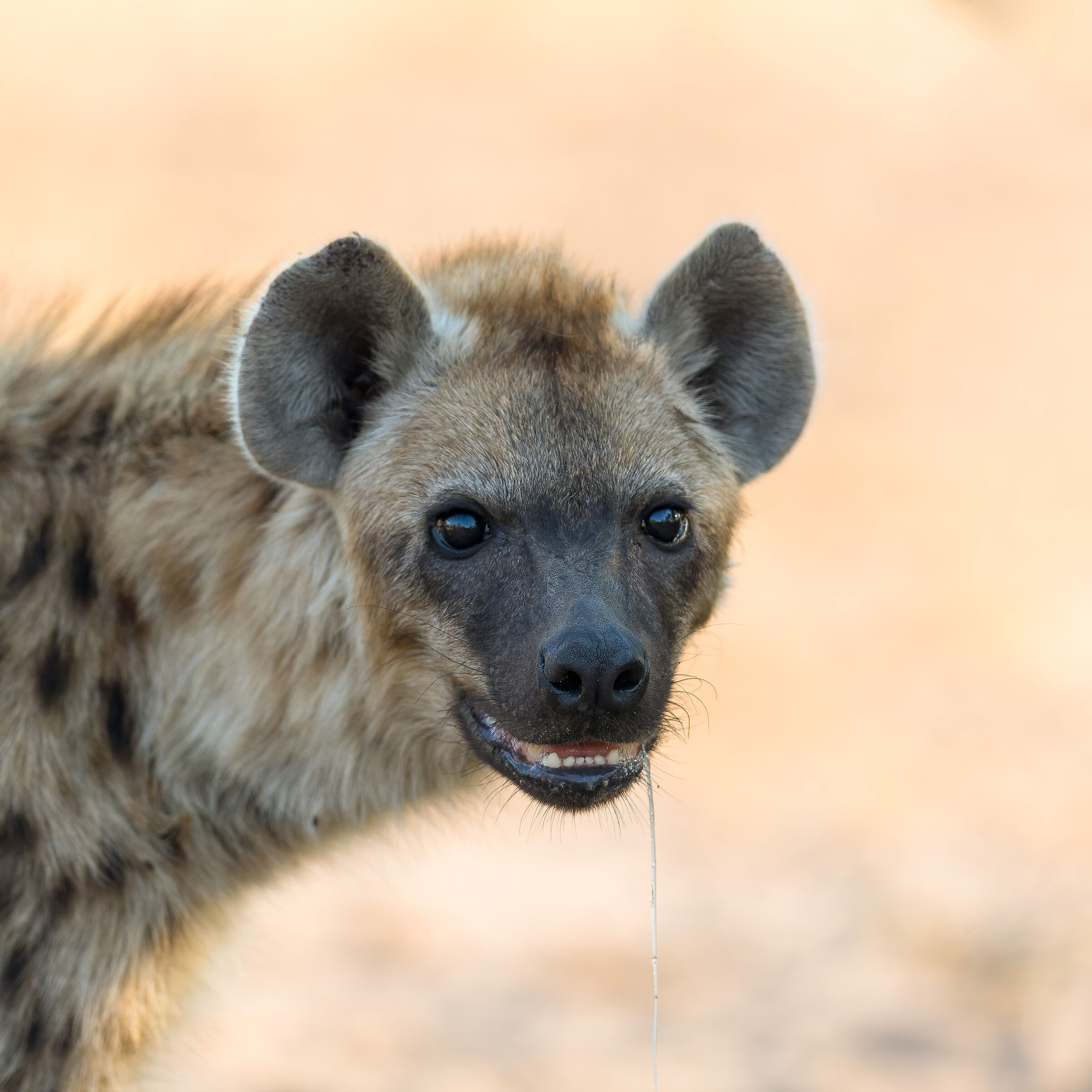 Hyena - Kruger National Park