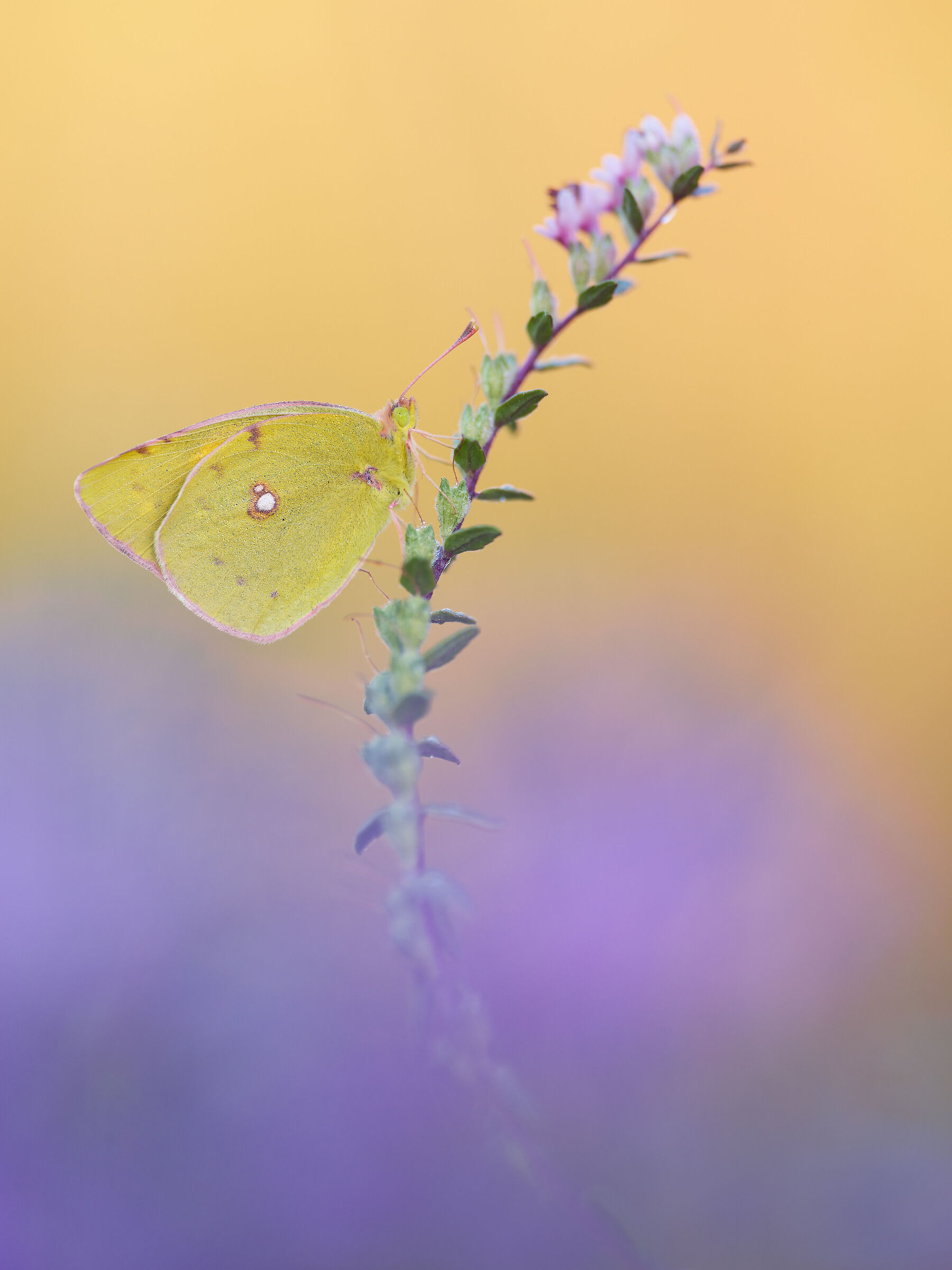Colias crocea