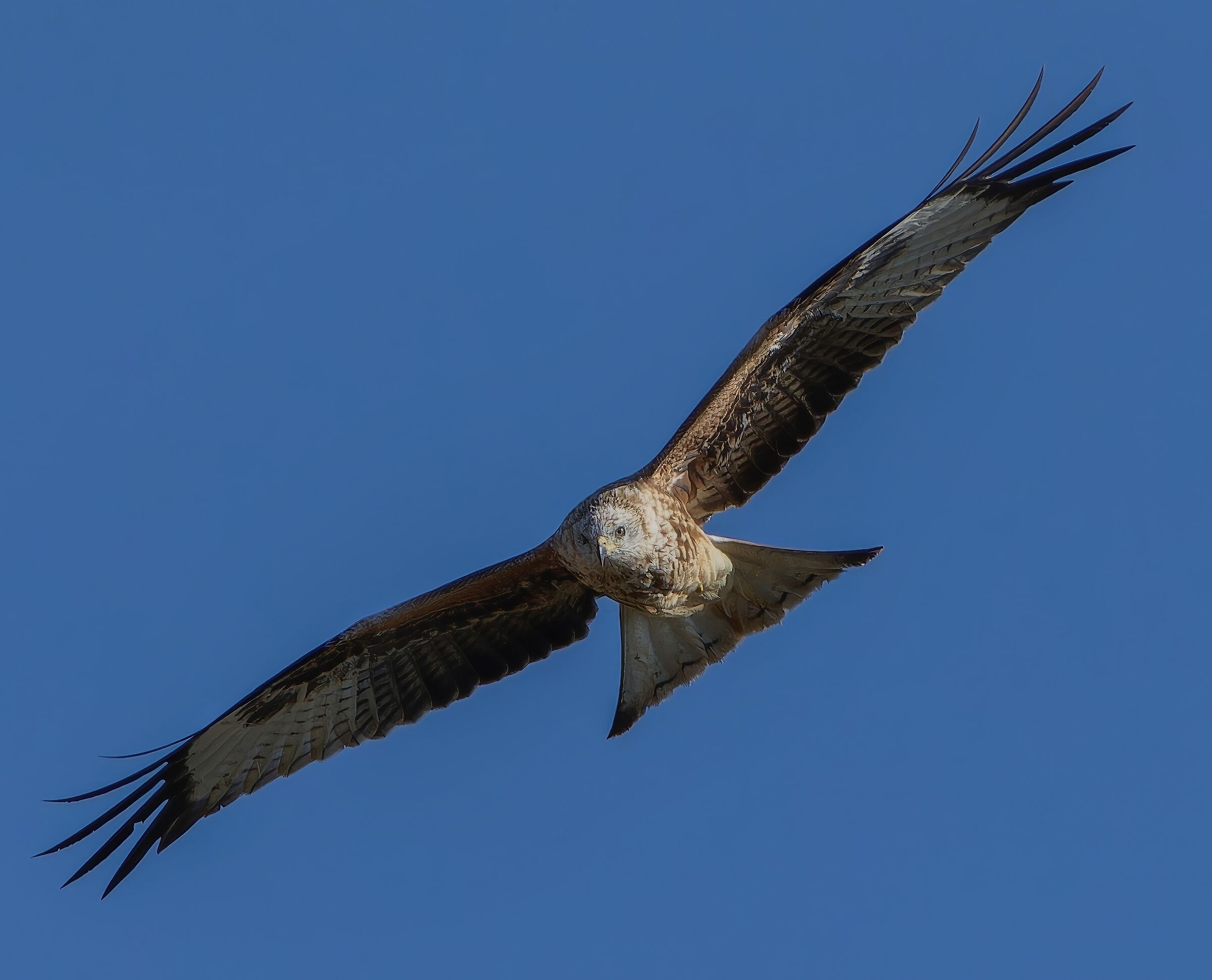 Red kite