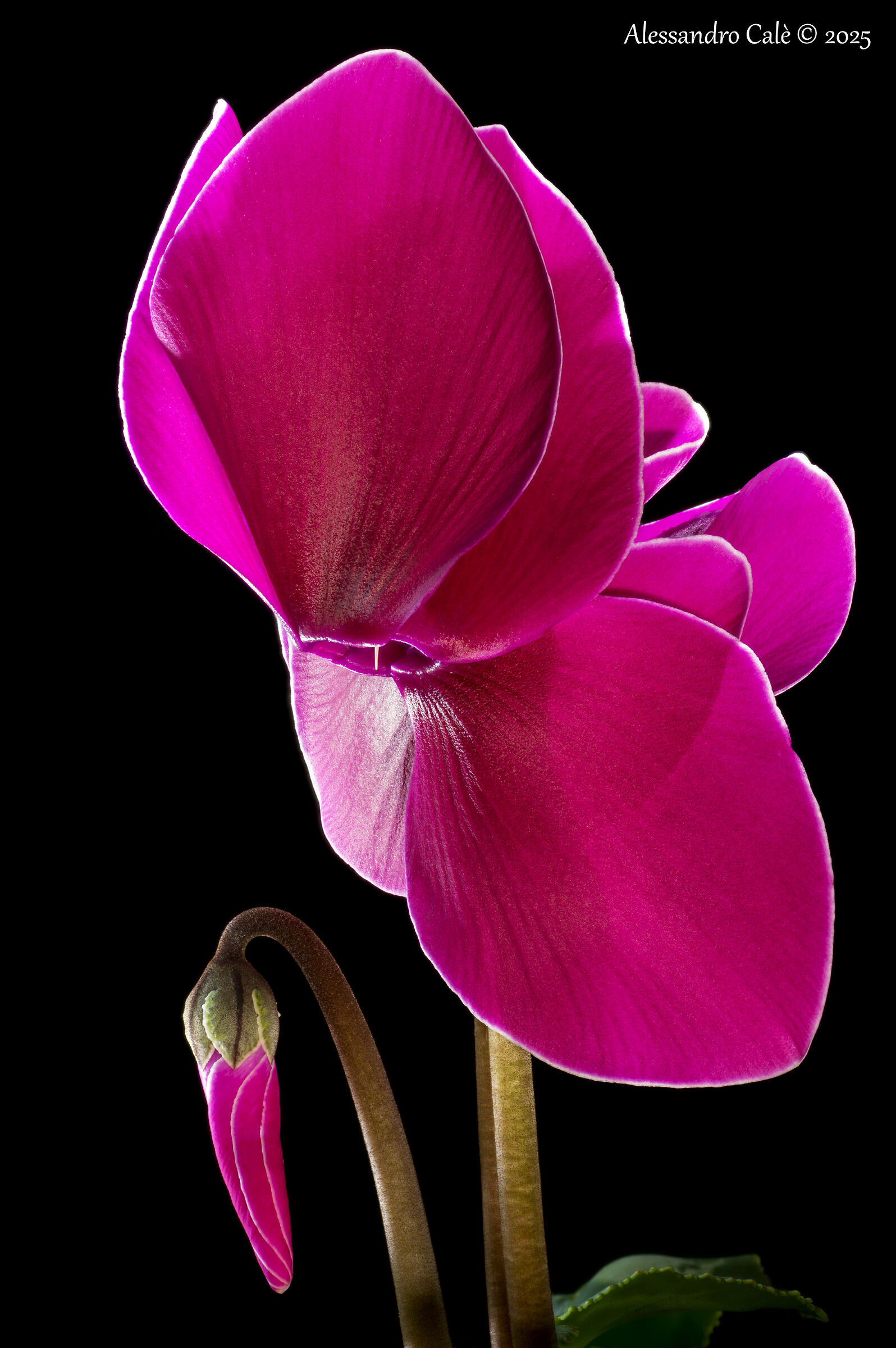 Ciclamino 4773_87 FS