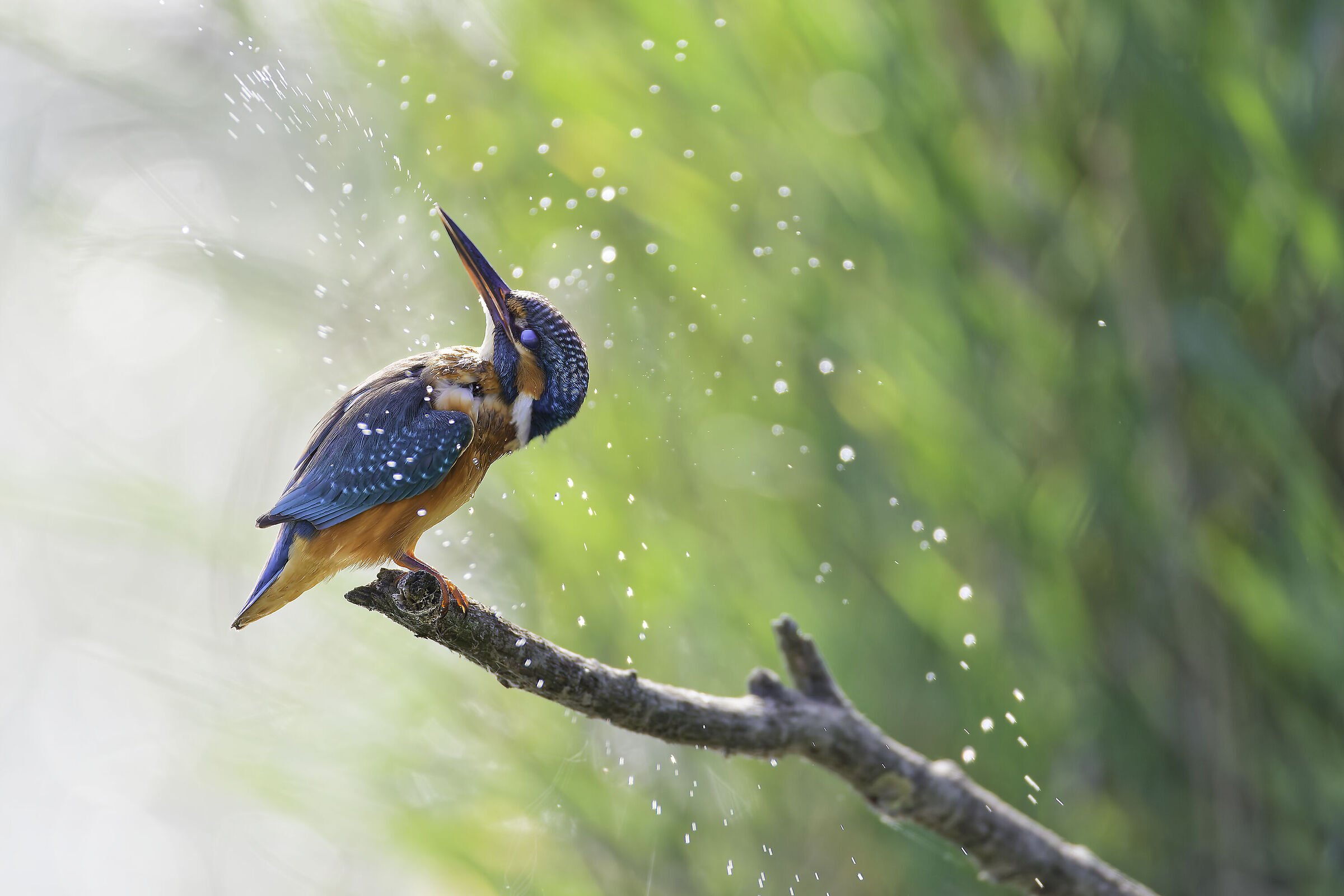 Kingfisher