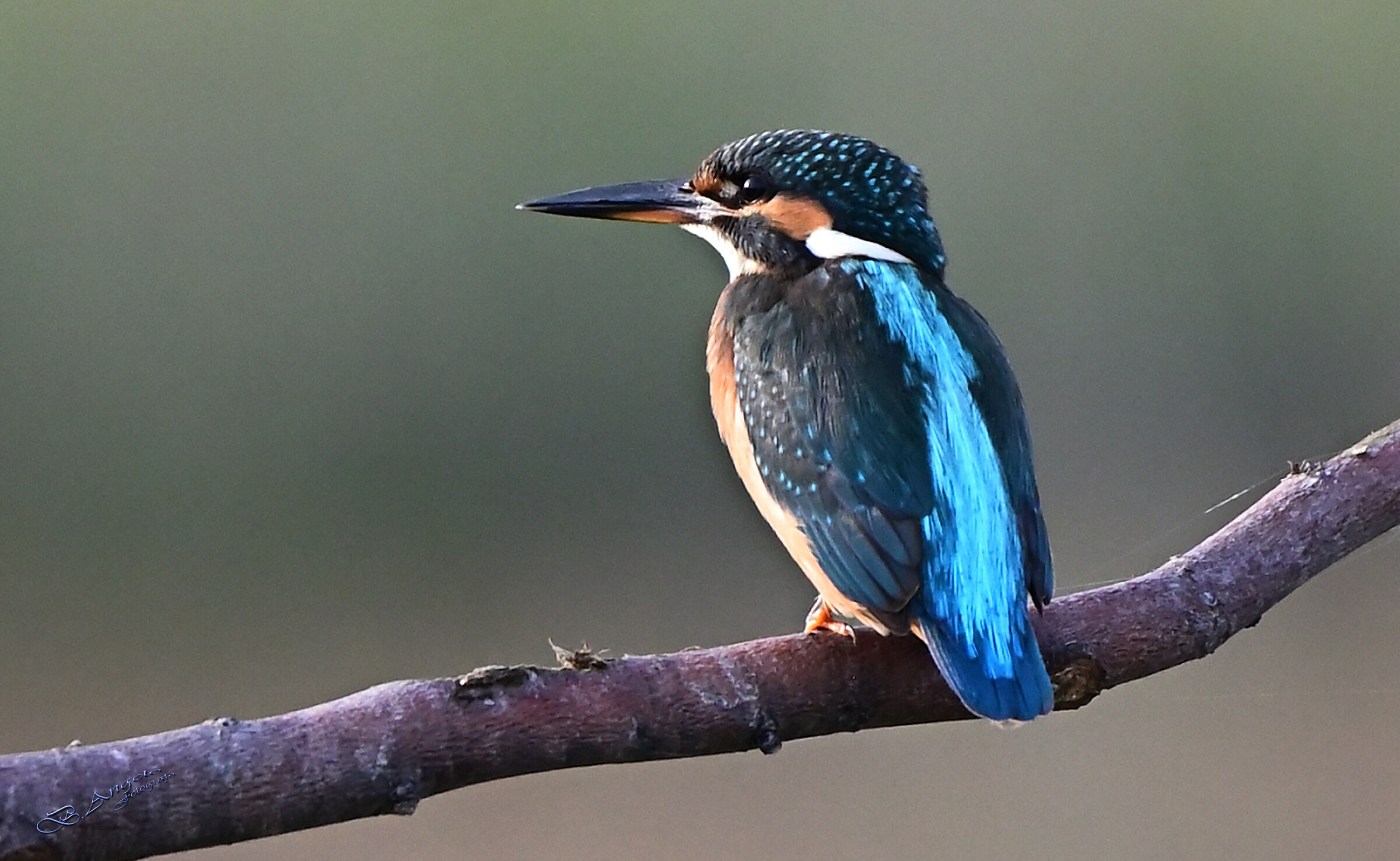 " Martin pescatore (f) "