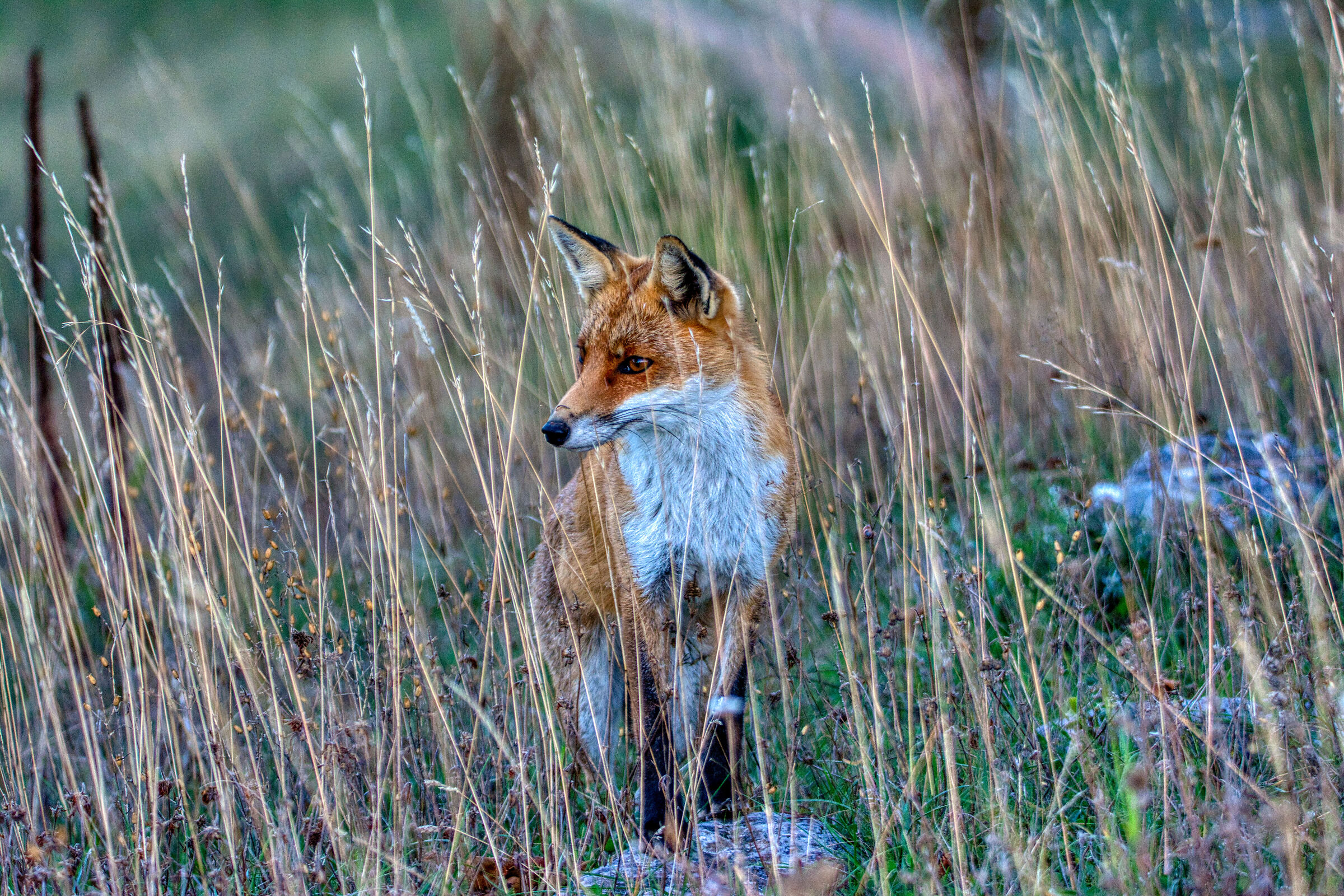 Fox 2