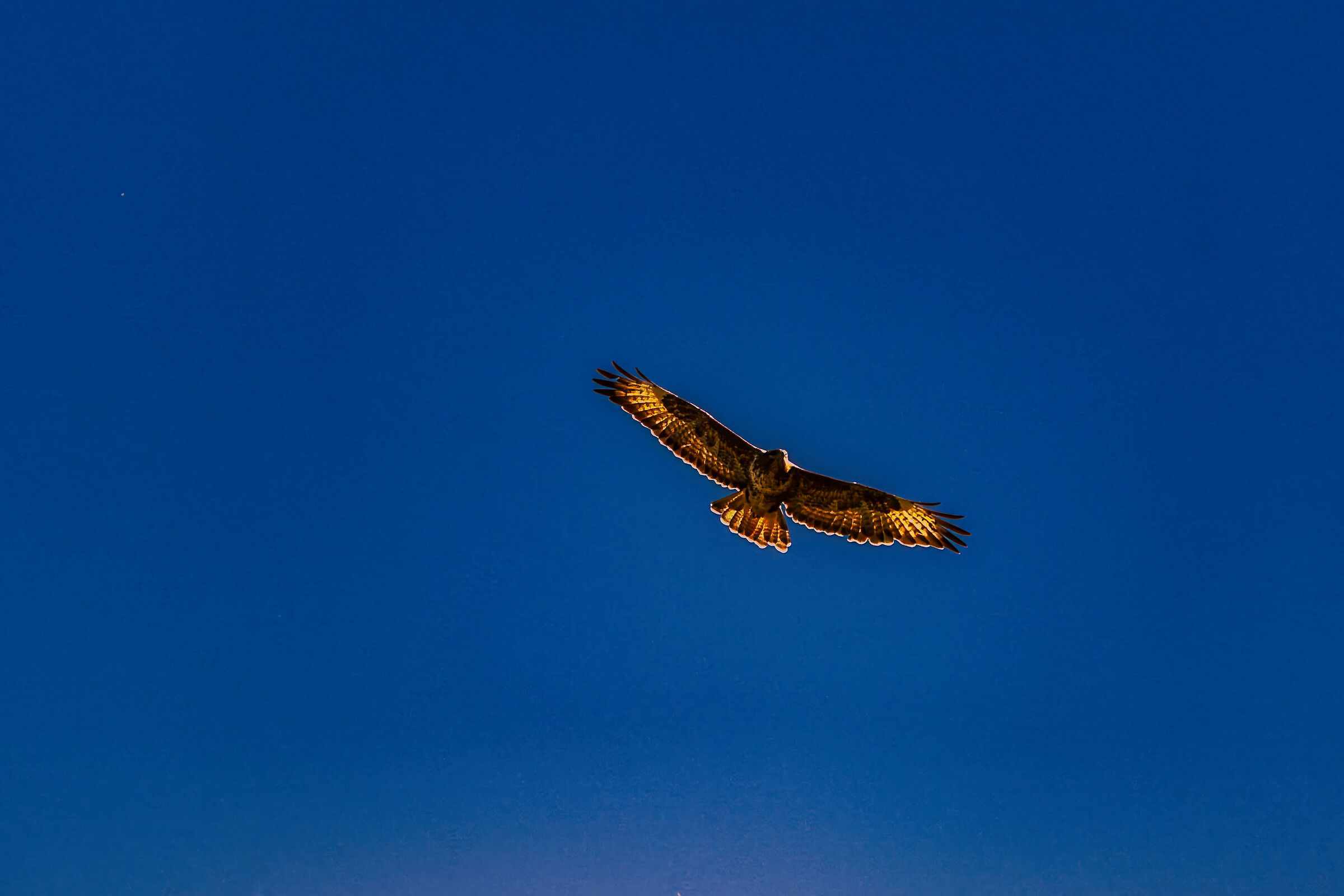 buzzard