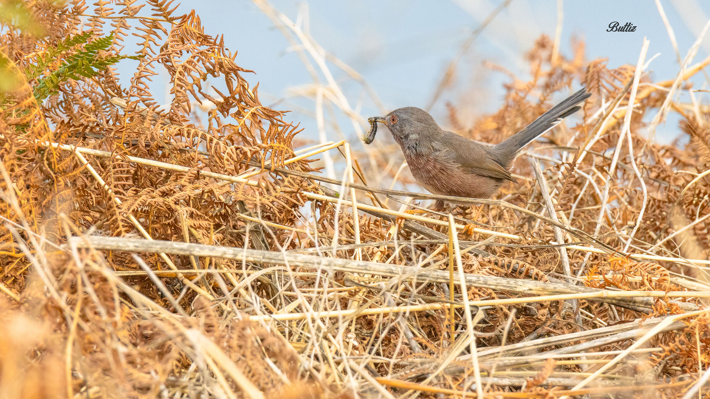 Dartford warbler... "Basque"