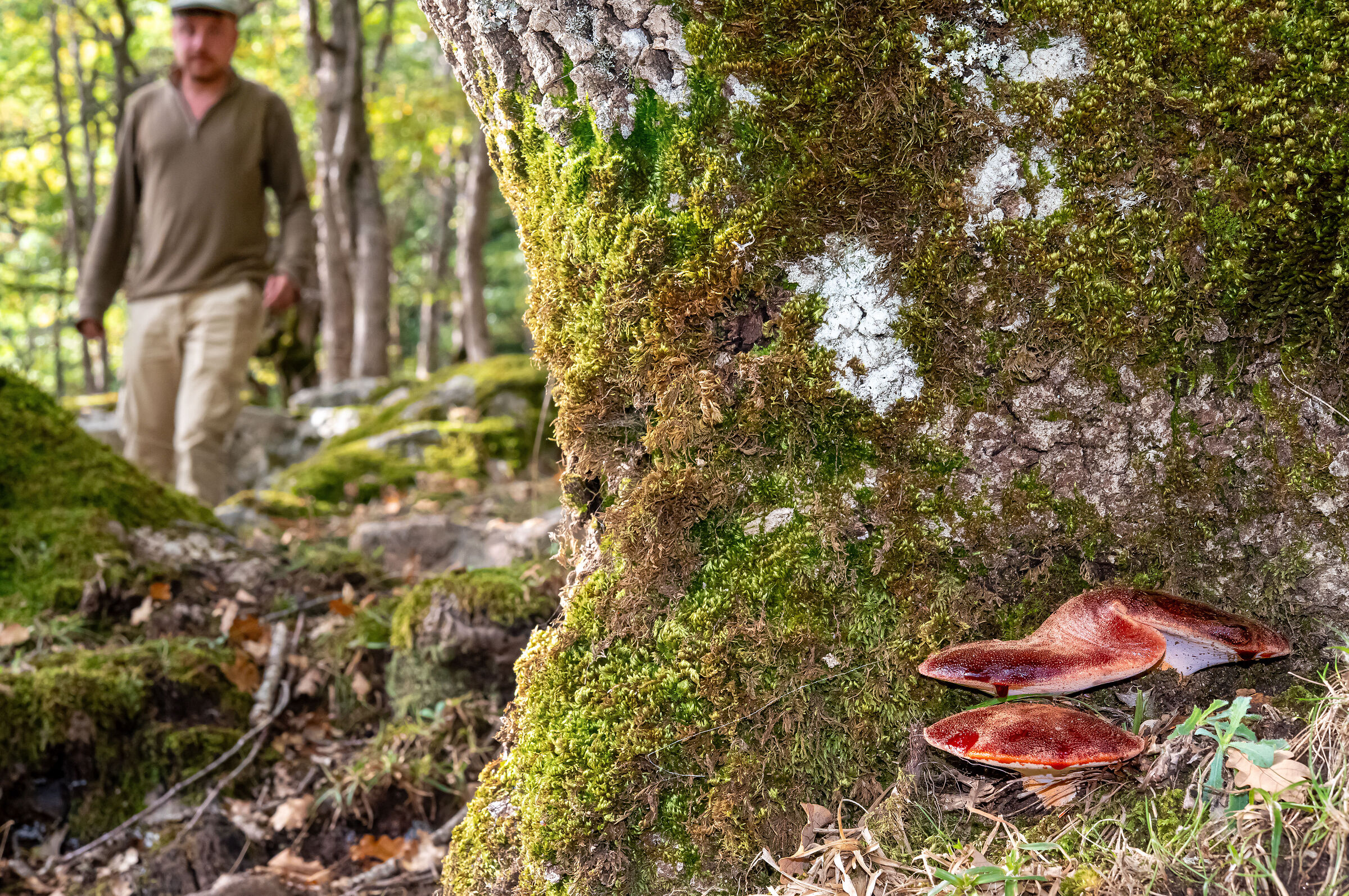 In the forest that knows no good or bad