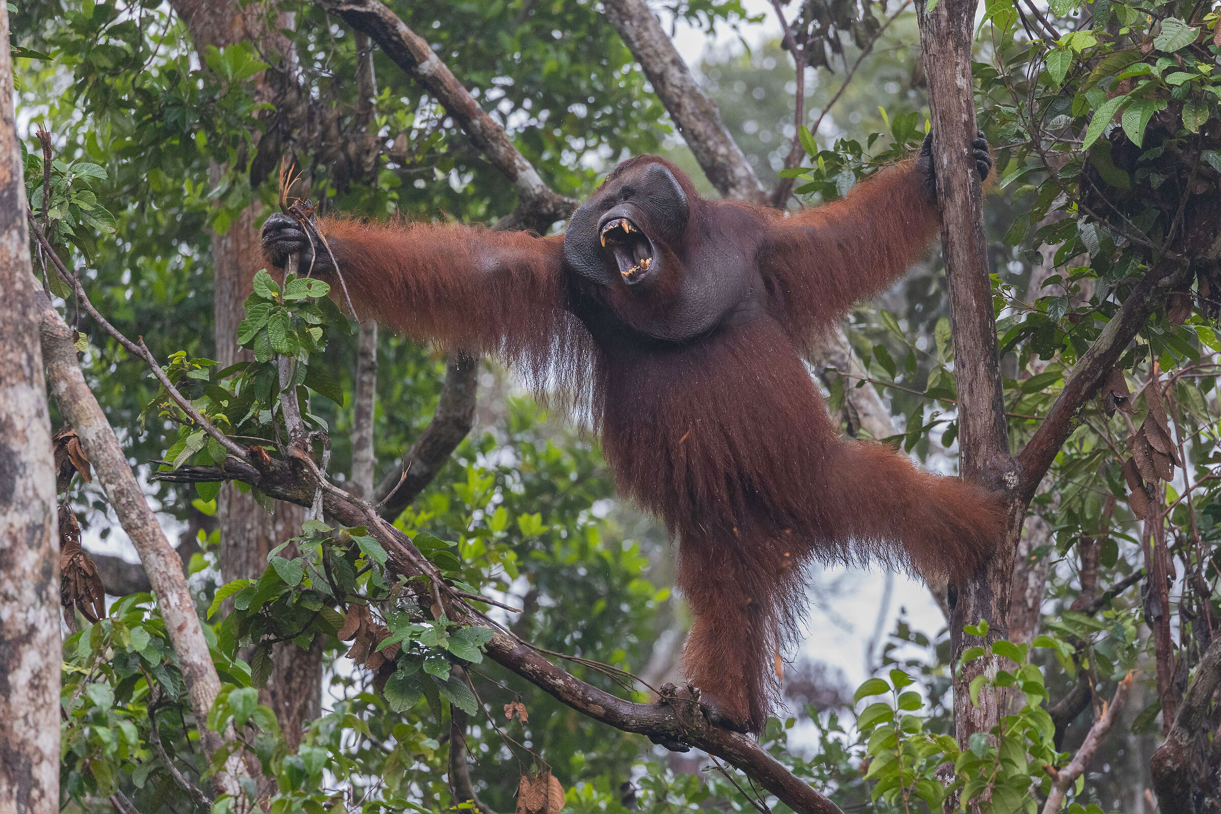 Orangutan