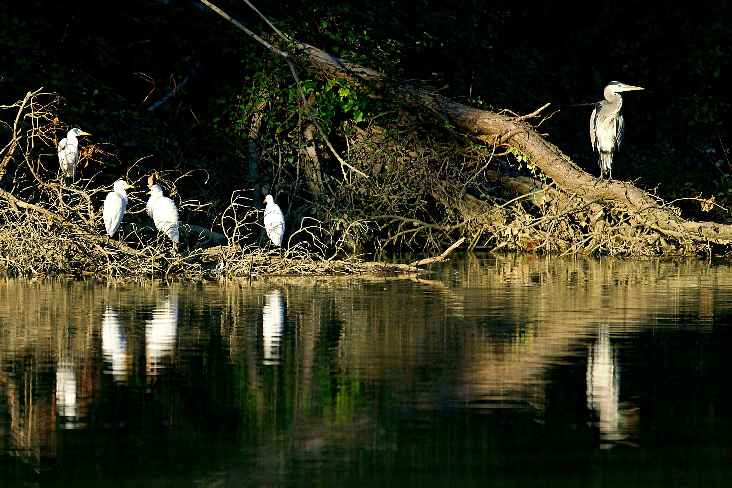 Grey and cattle egrets