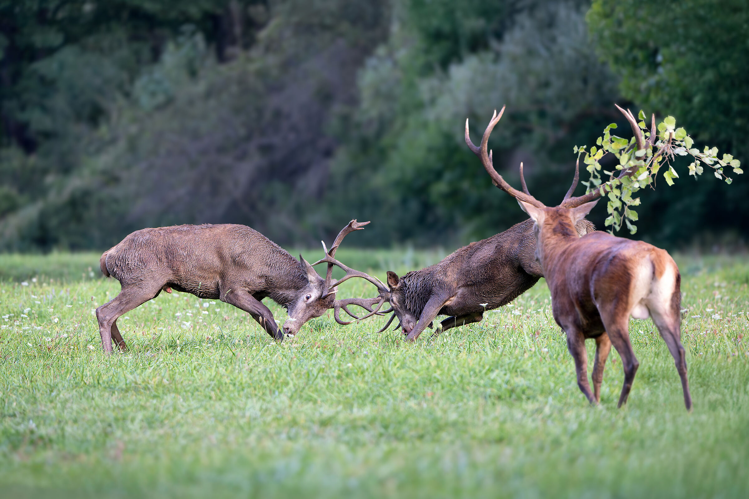 Noble deer