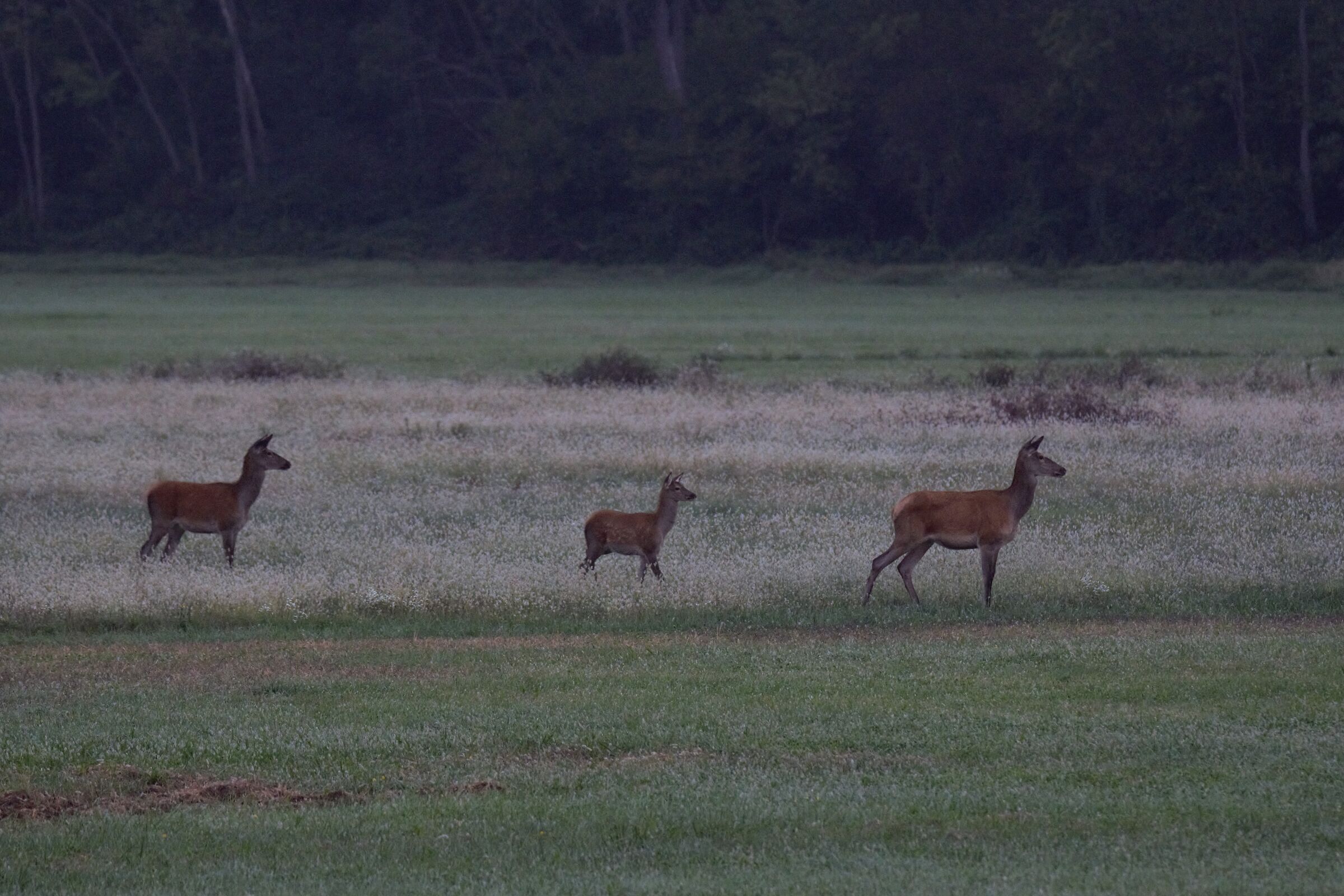 Deer at dawn