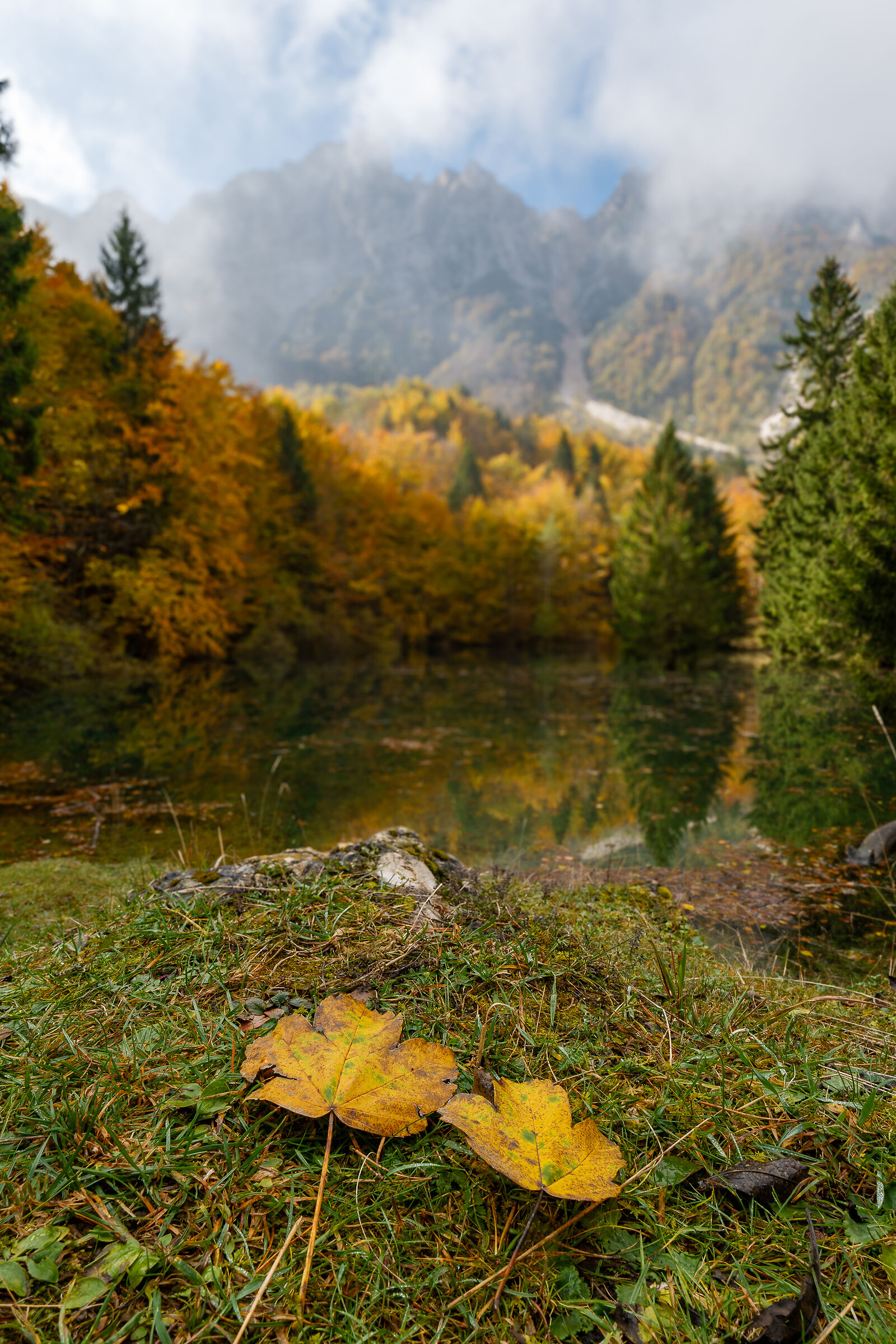 Foglie d'autunno