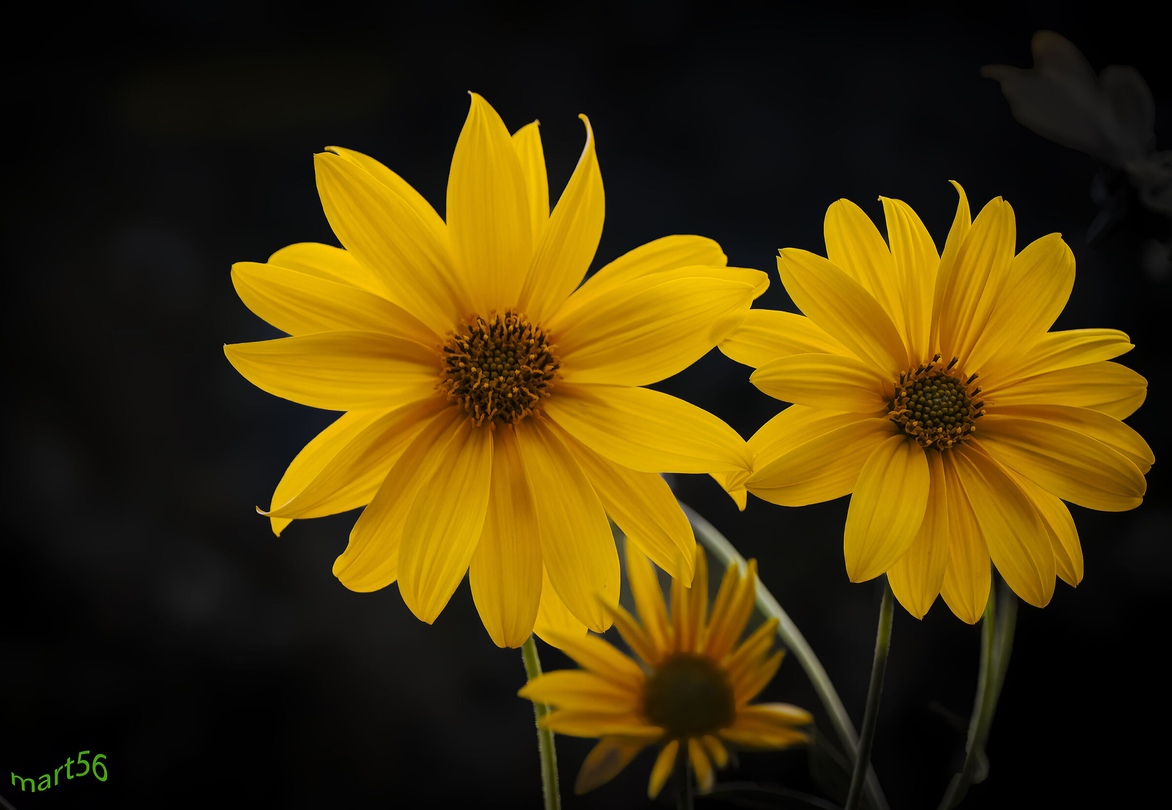 its intense yellow warns us of the imminent autumn.