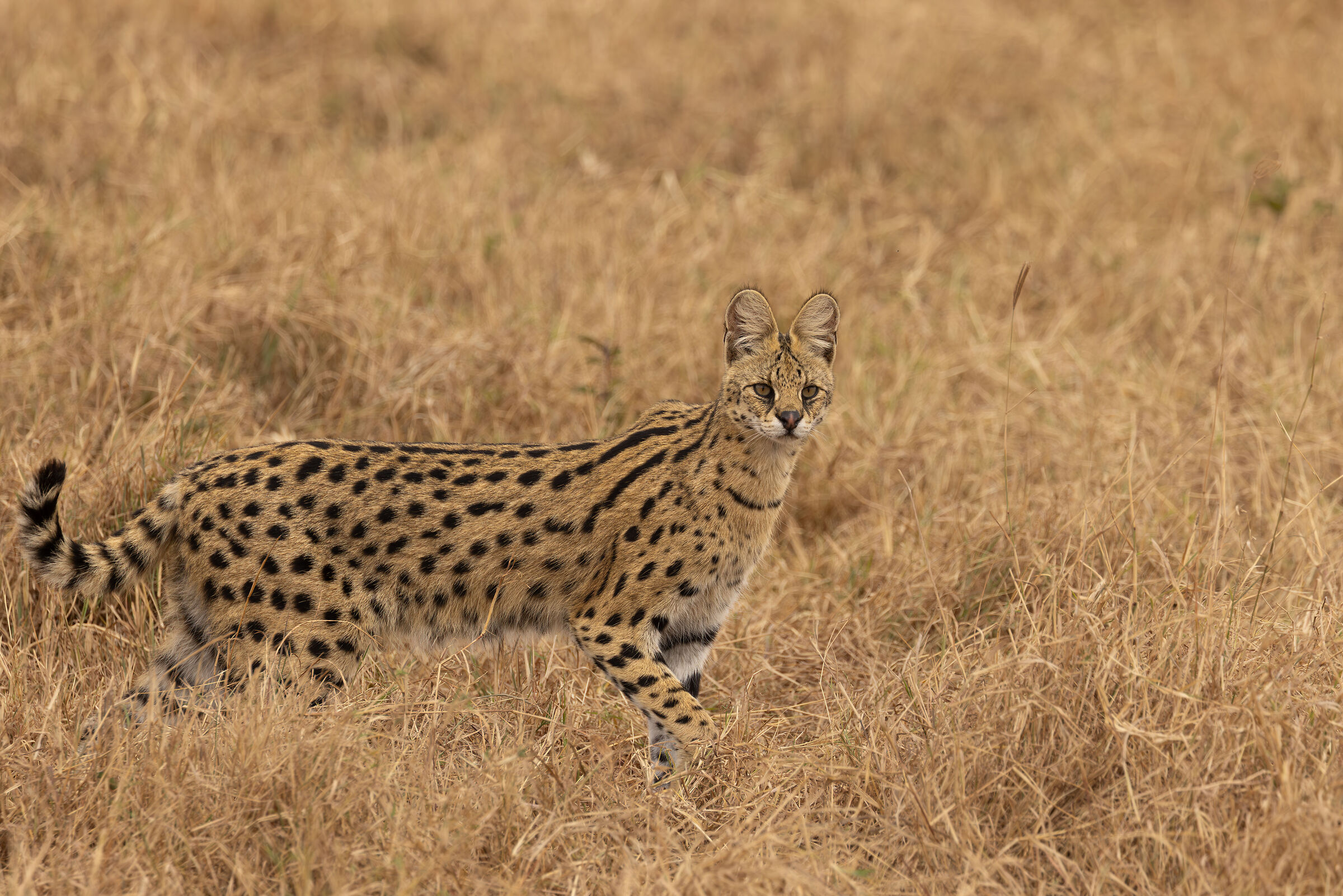 Serval - NgoroNgoro Conservation Area