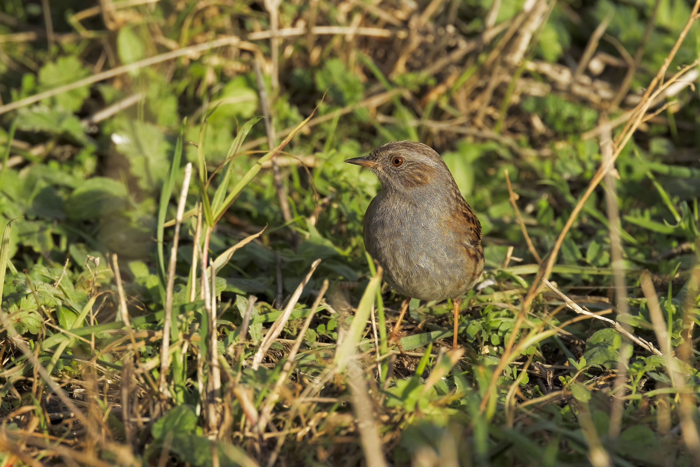 Passera scopaiola (Prunella modularis)