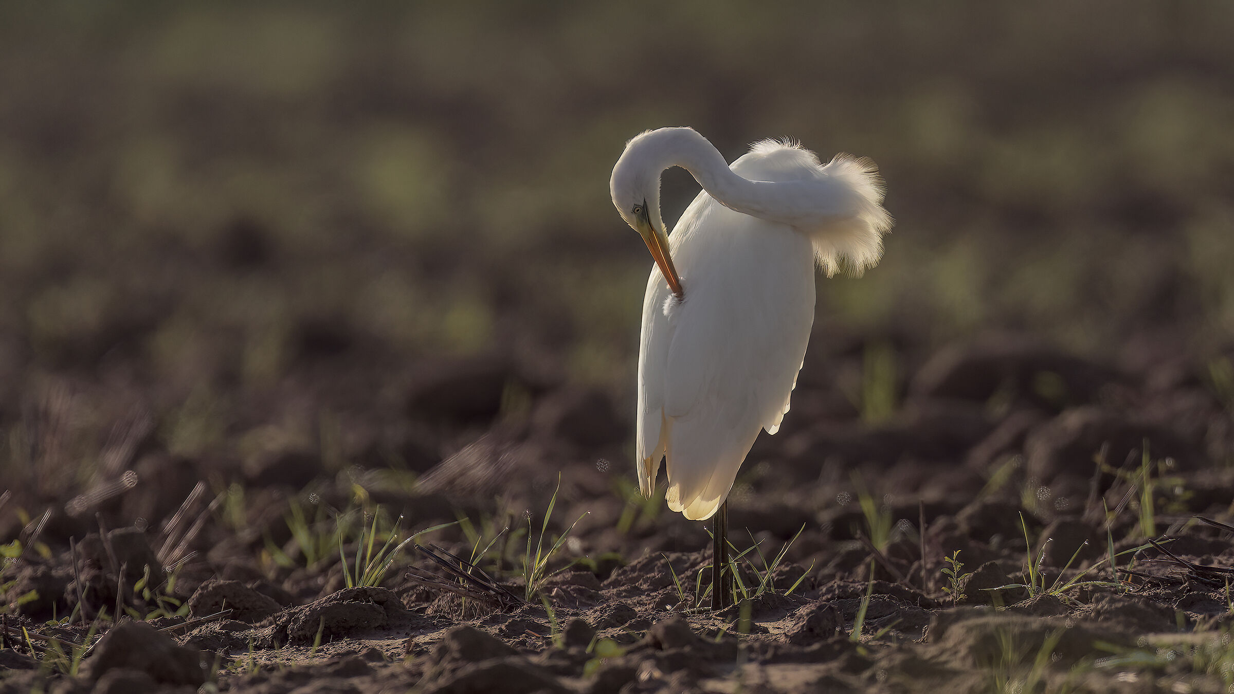 in controluce pieno...