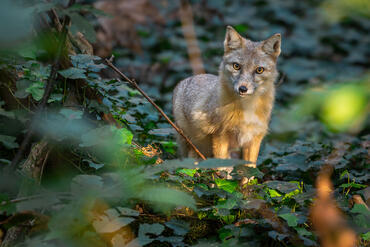 Vulpes corsac