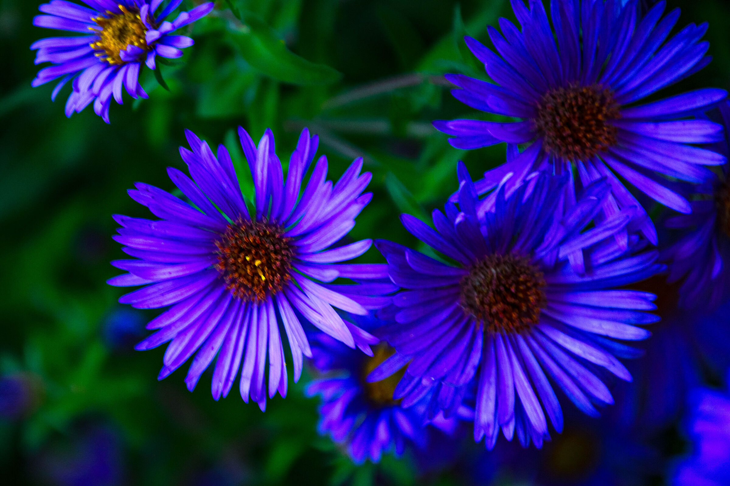Autumn wonders