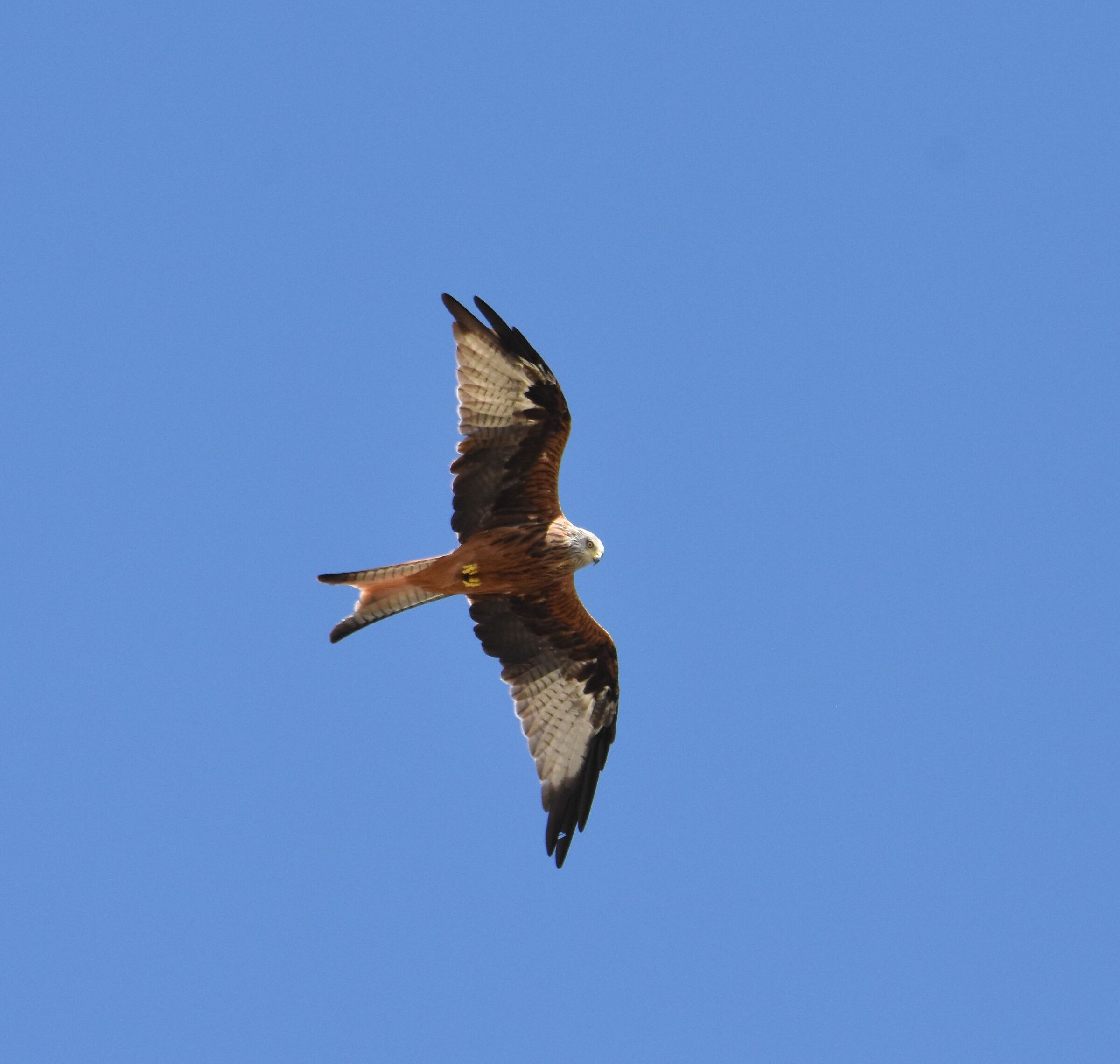 kite