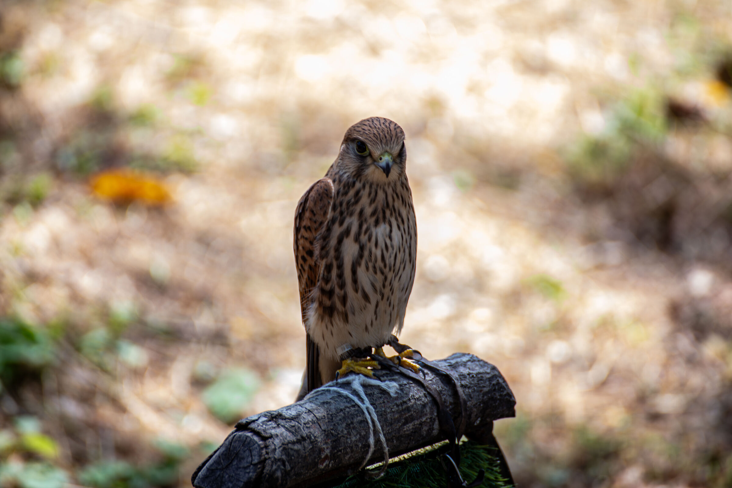 Kestrel