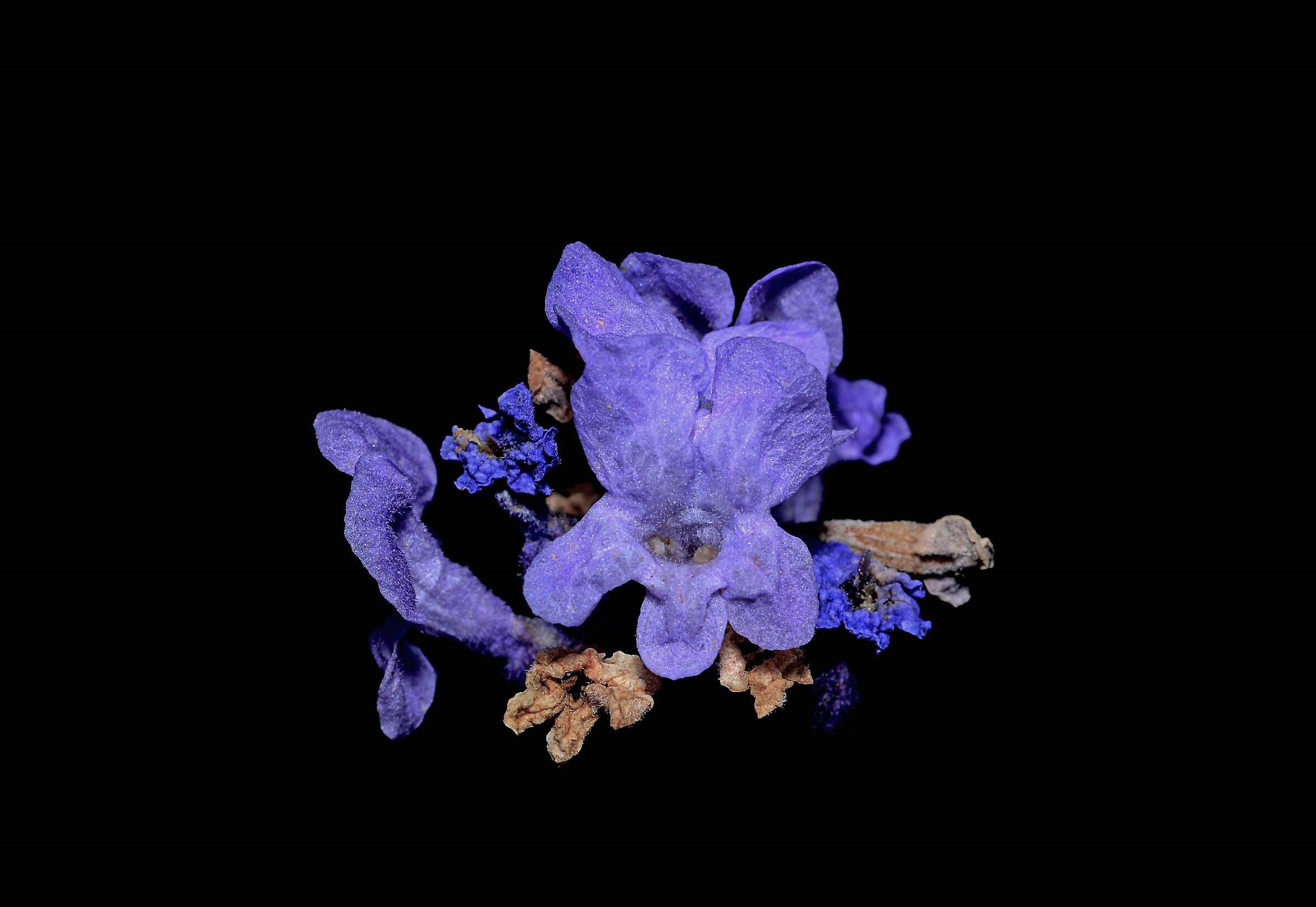 Fiore di lavanda
