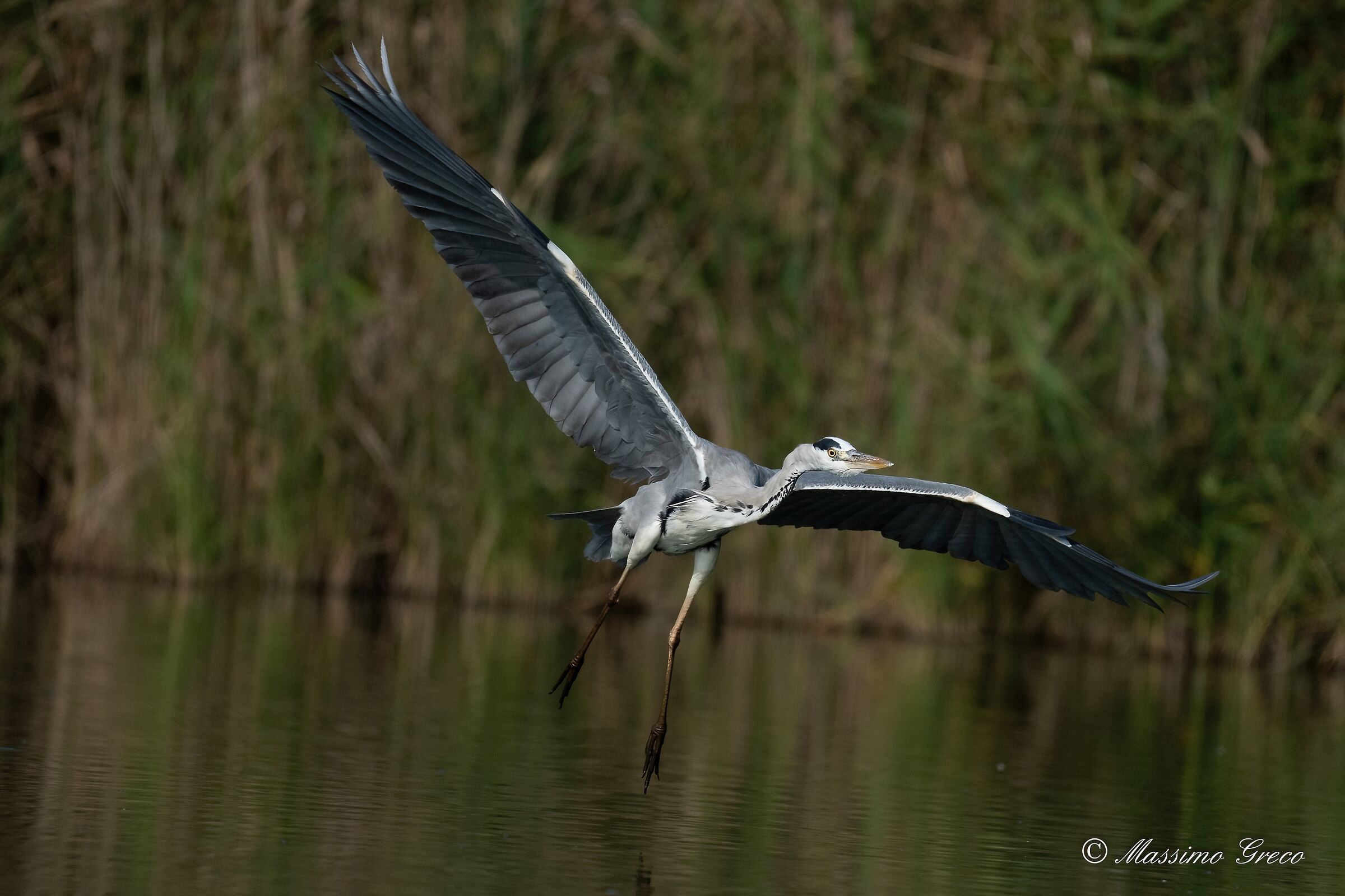 Grey Heron (Ardea cinerea)