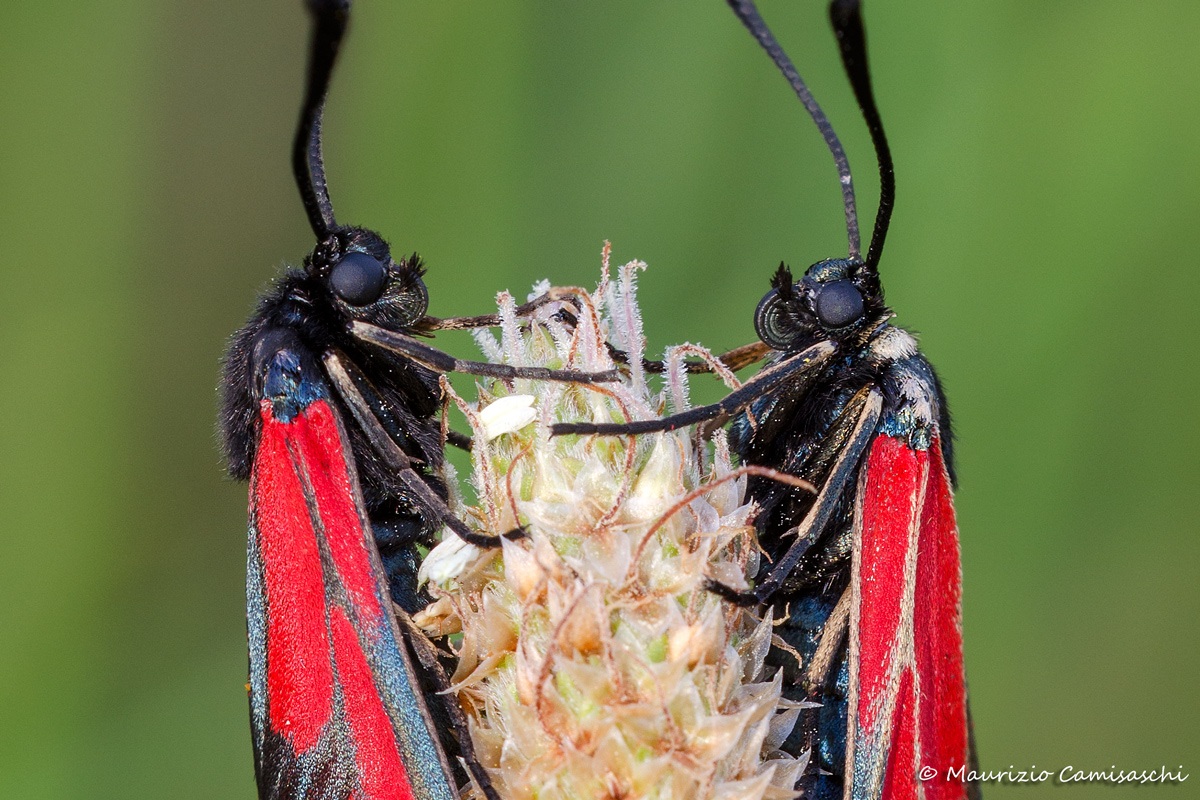 Zygaena Filipendulae detail