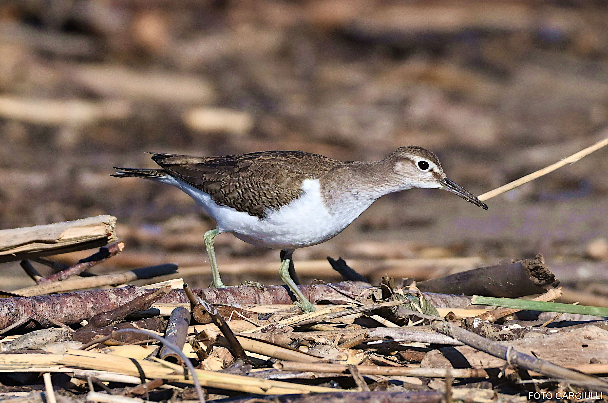 Wheatear Sandpiper
