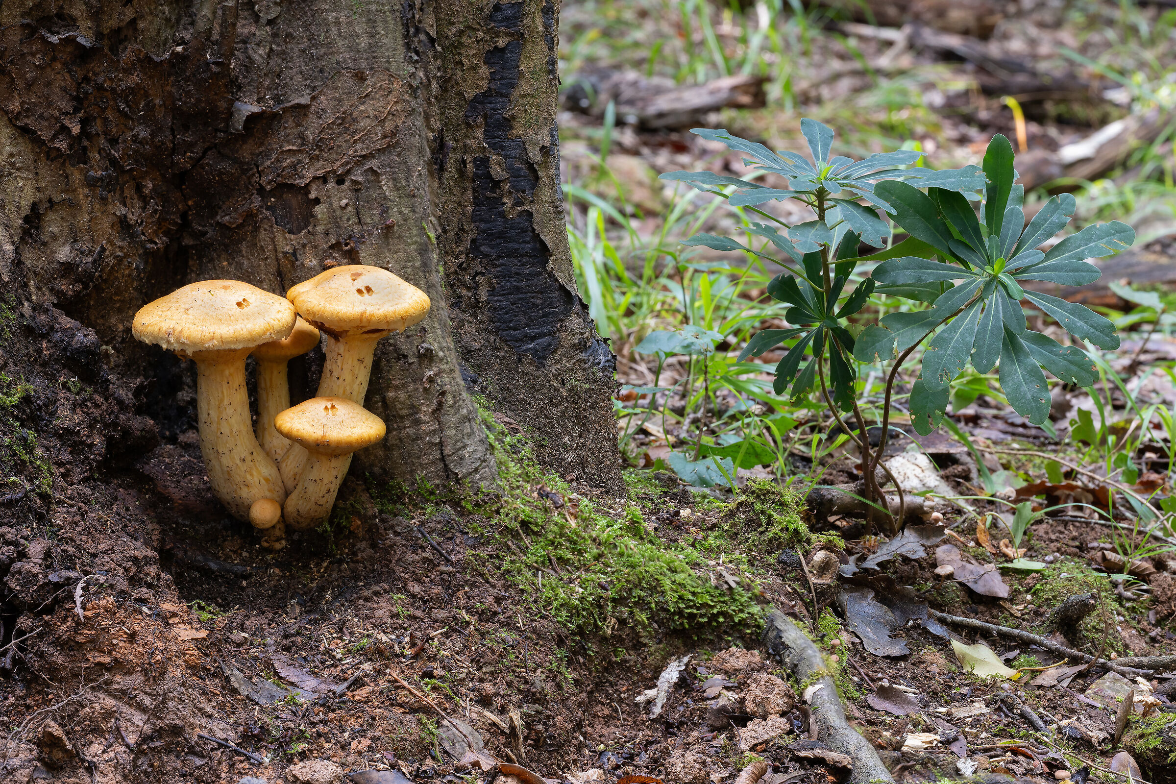 Gymnopilus spectabilis