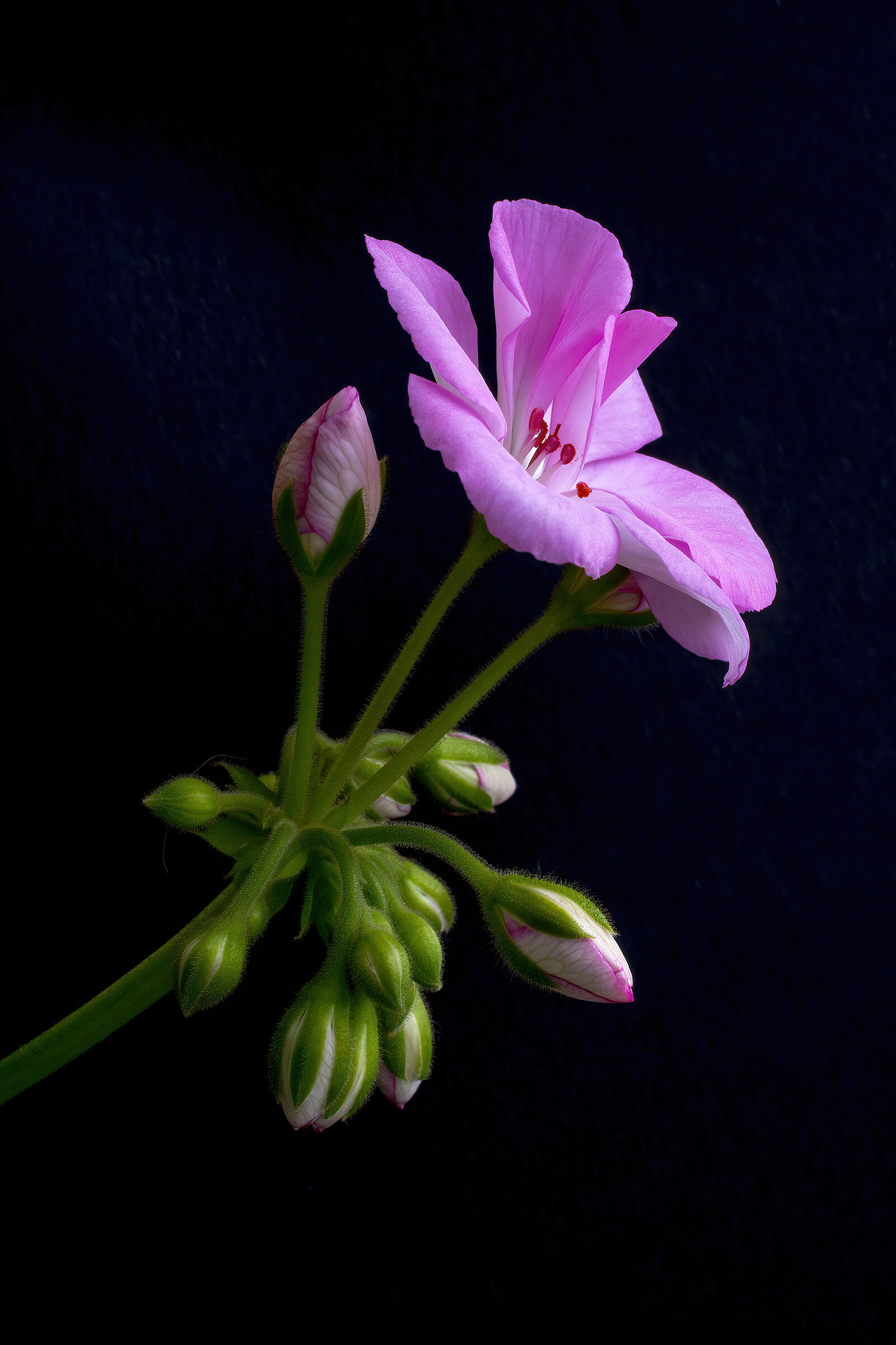 Il geranio di mia moglie...