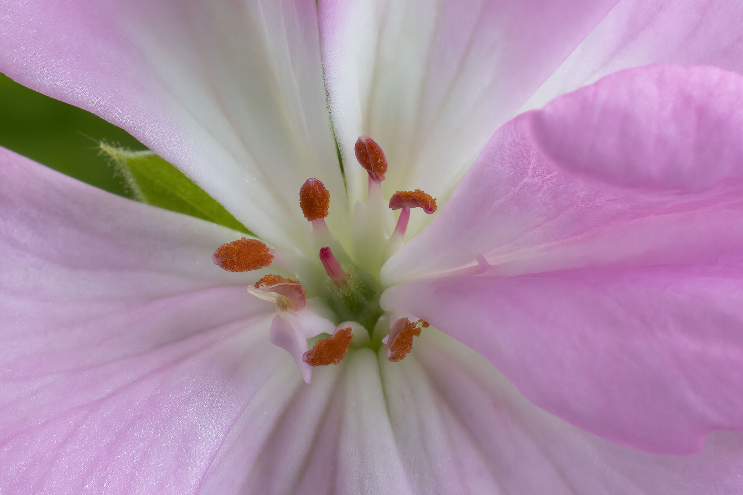 Il geranio di mia moglie...3