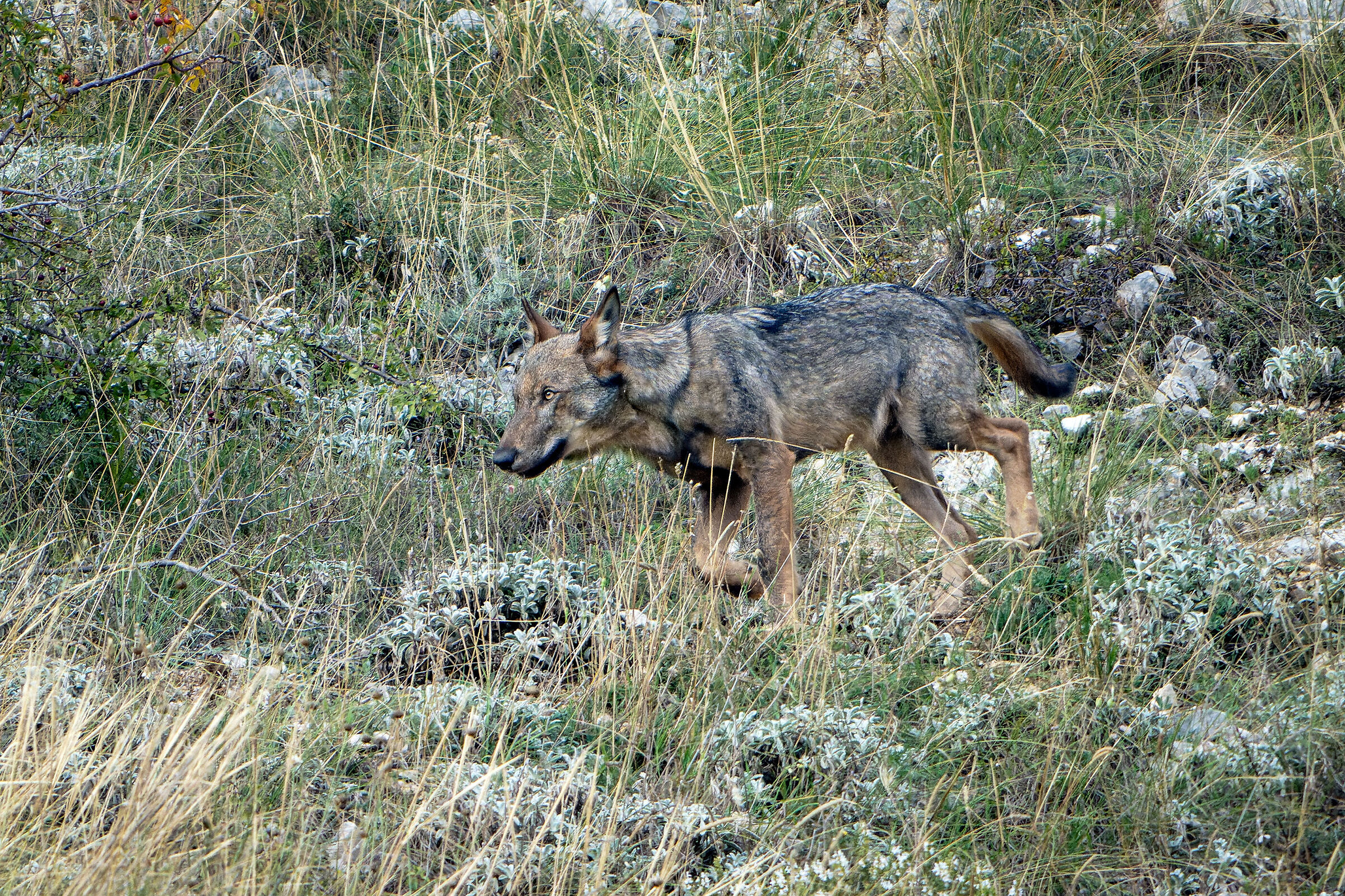 Lupo appenninico - giovane di 4/5 mesi