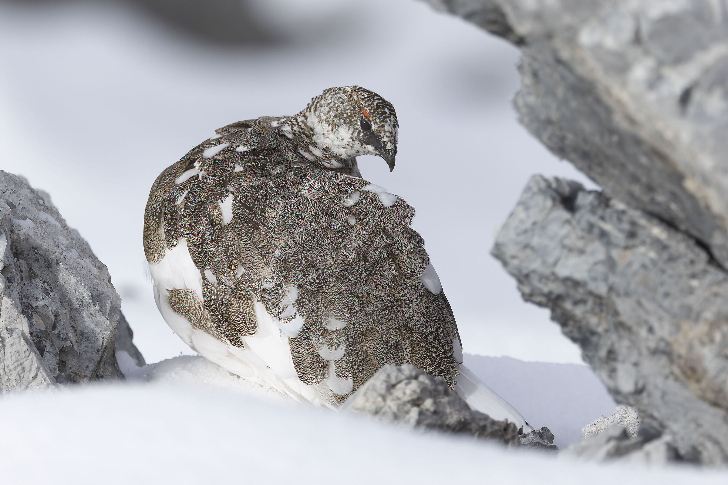 ptarmigan October 2025