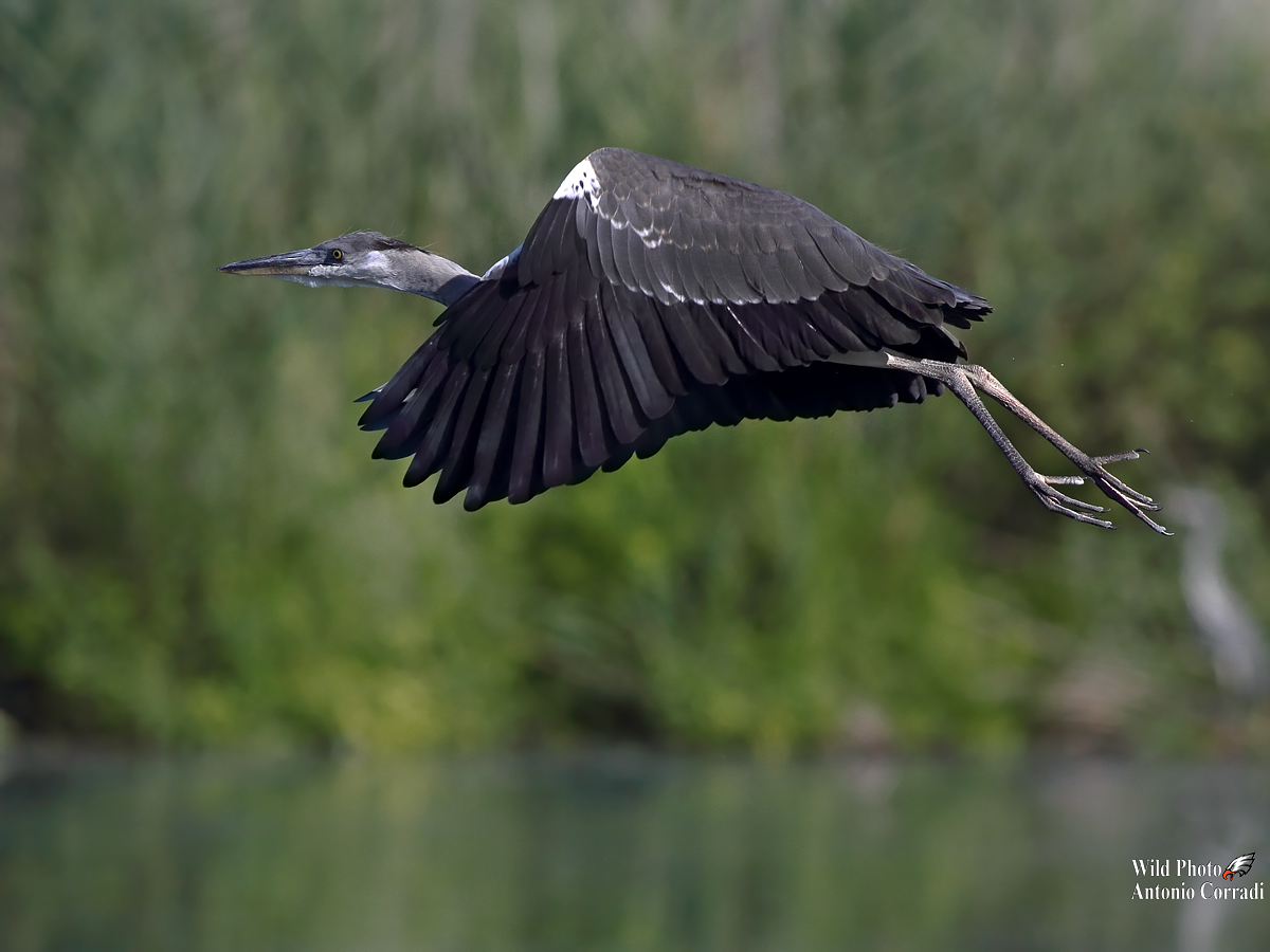 Airone Cenerino giovane