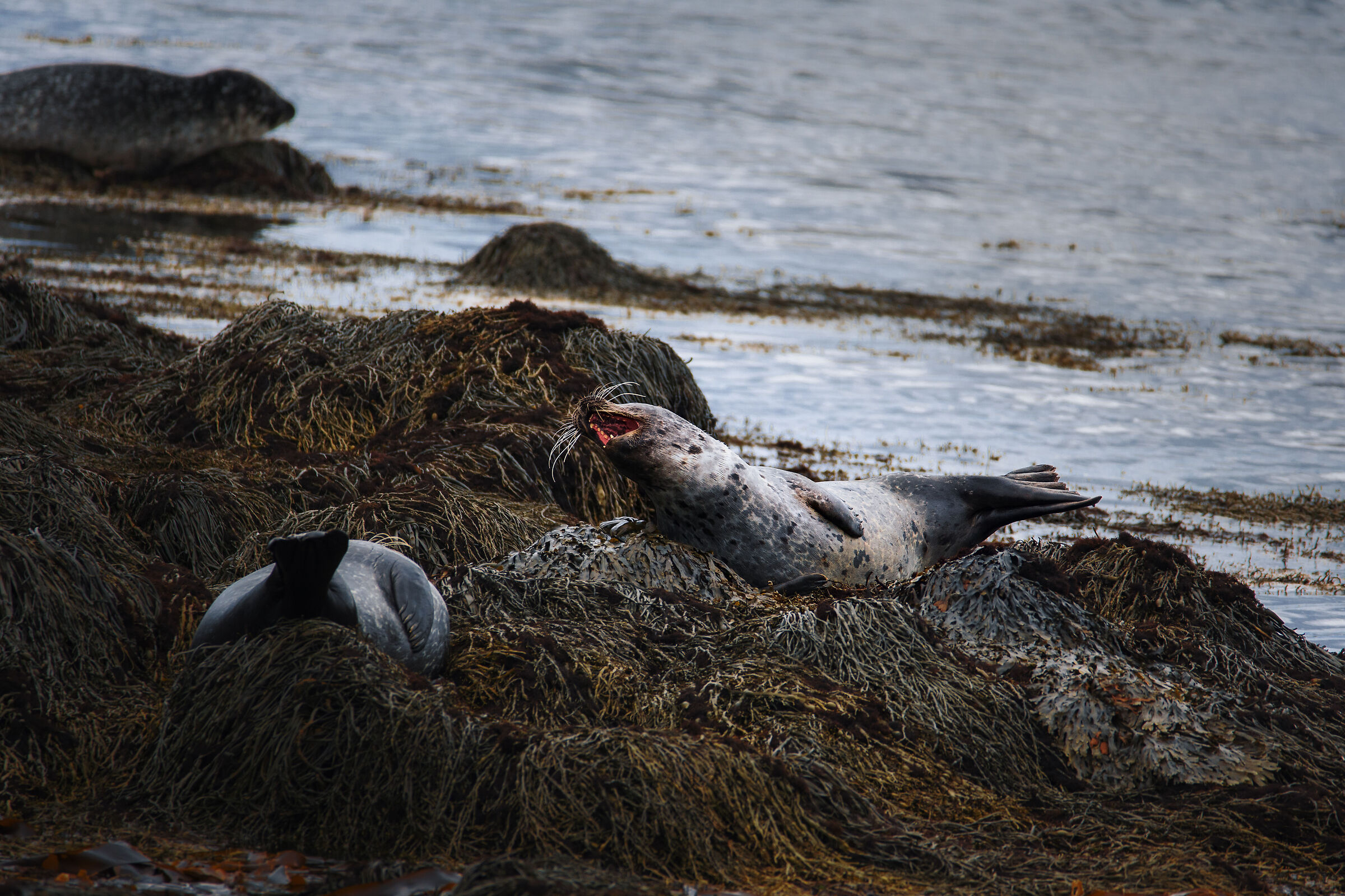 Arctic Rest