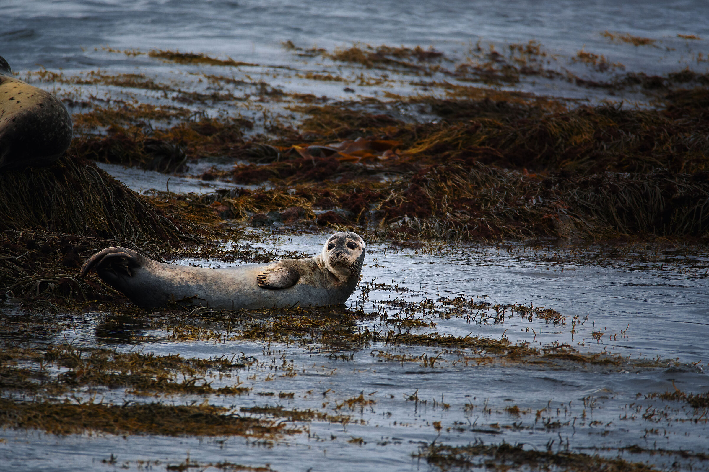 Model Seal